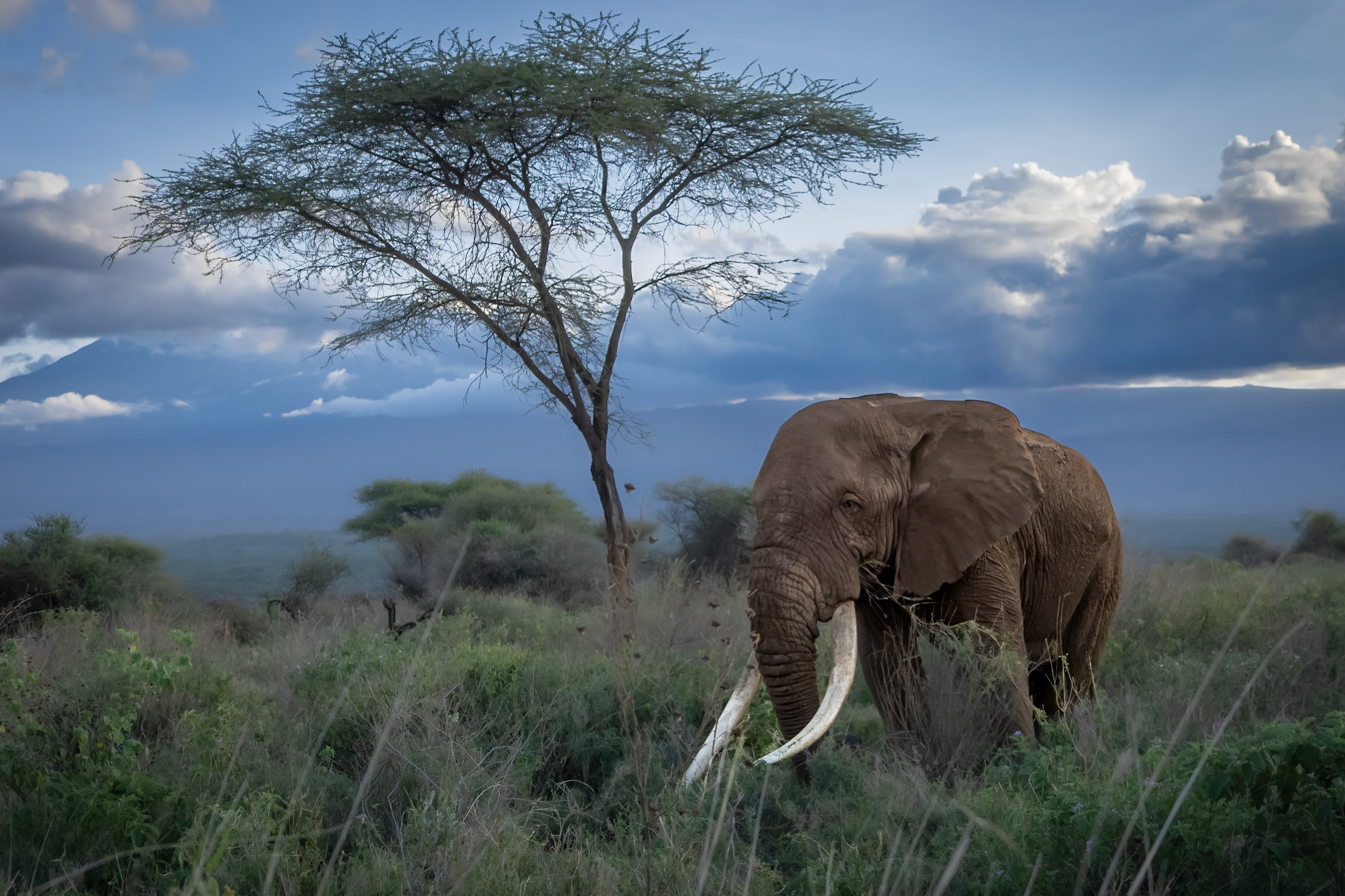 Tee-Jay, who is currently the 3rd largest tusker in Amboseli