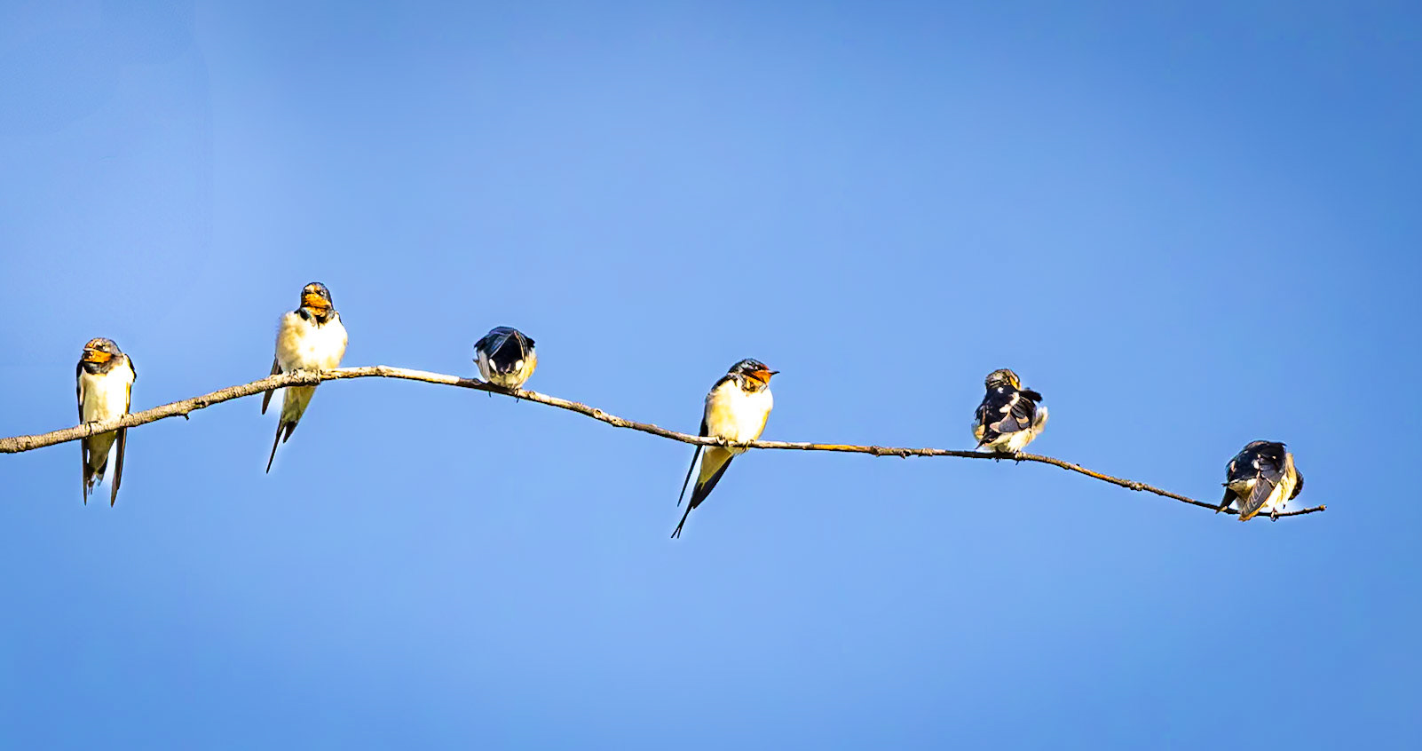 A gulp or flock of swallows all lined up on a branch in the Okavango