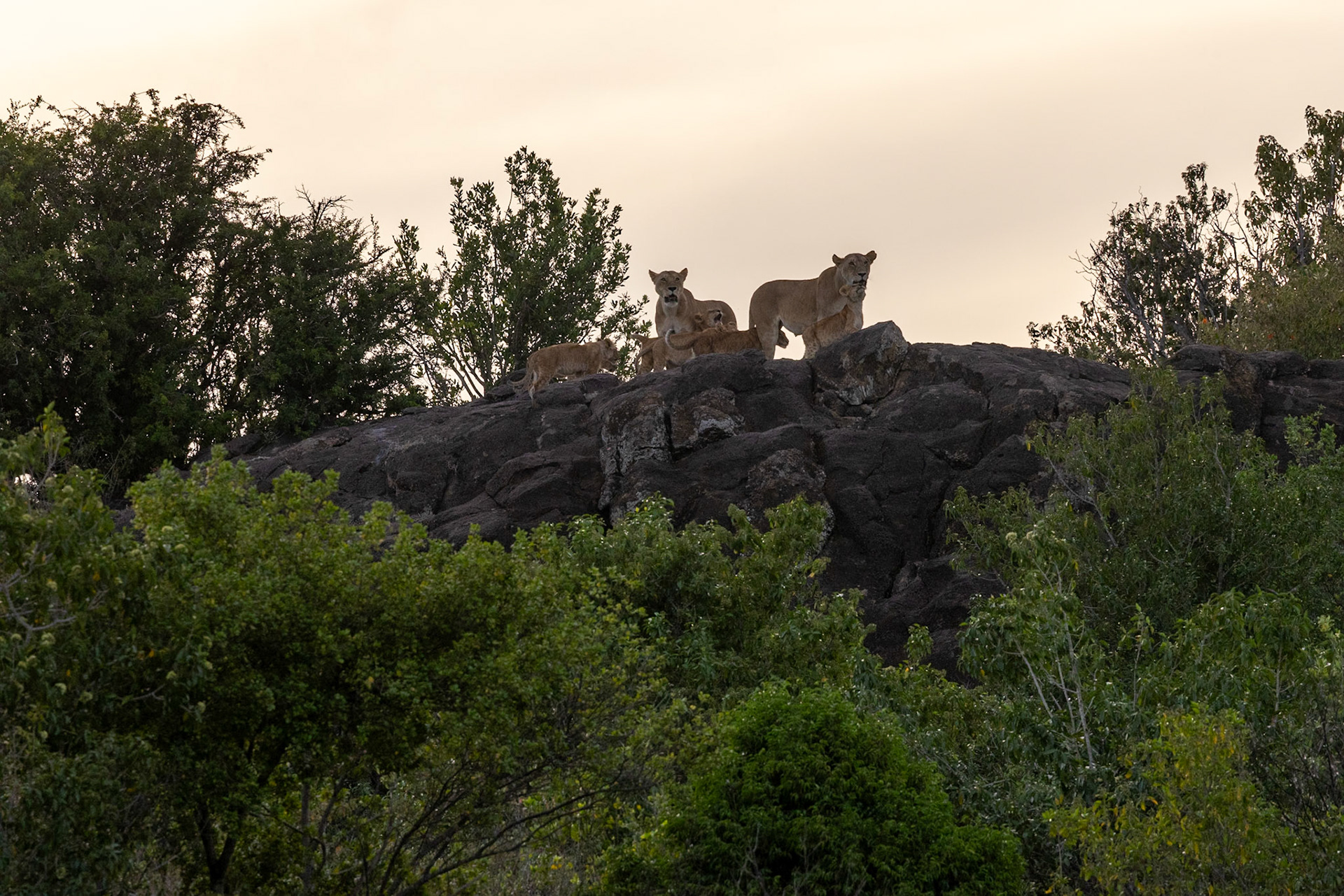 The Lionesses return to thier cubs in the Masai Mara, Kenya.