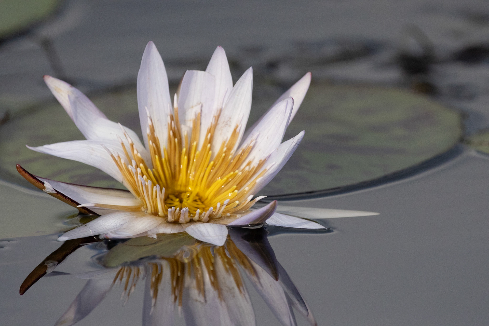 A Pygmy Waterlilly in the Okavango Delta, Botswana