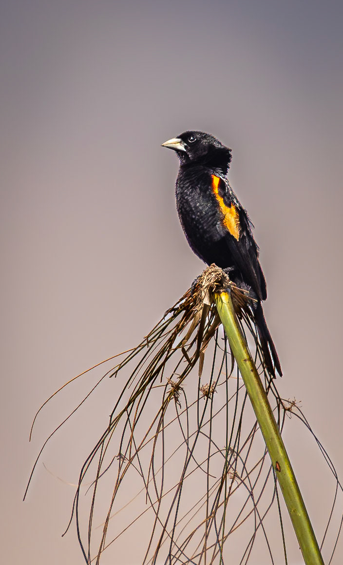 A Fan-tailed widowbird on a reed in the Okavango