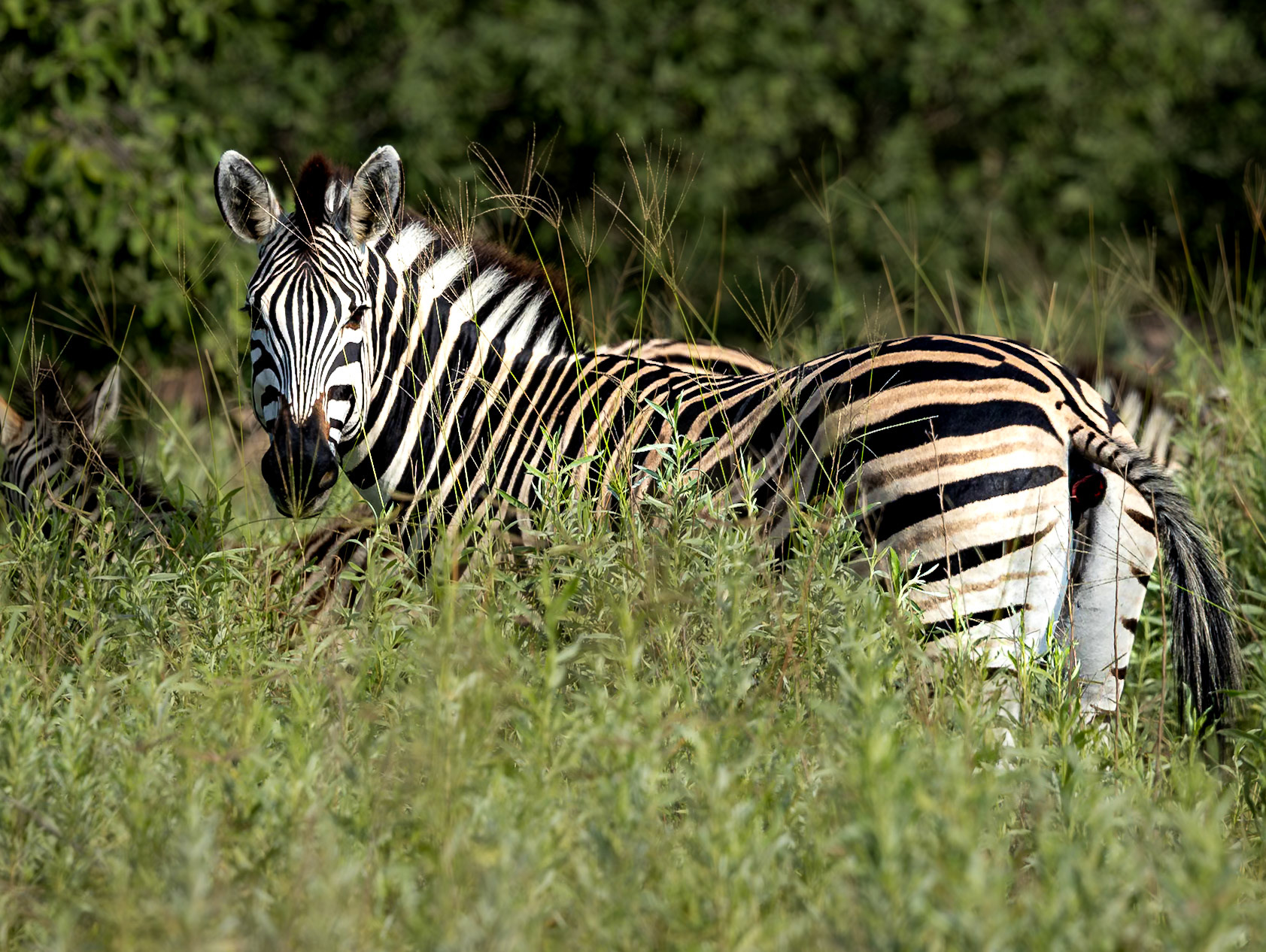 Zebras grazing in the long grass in Xakanaxa