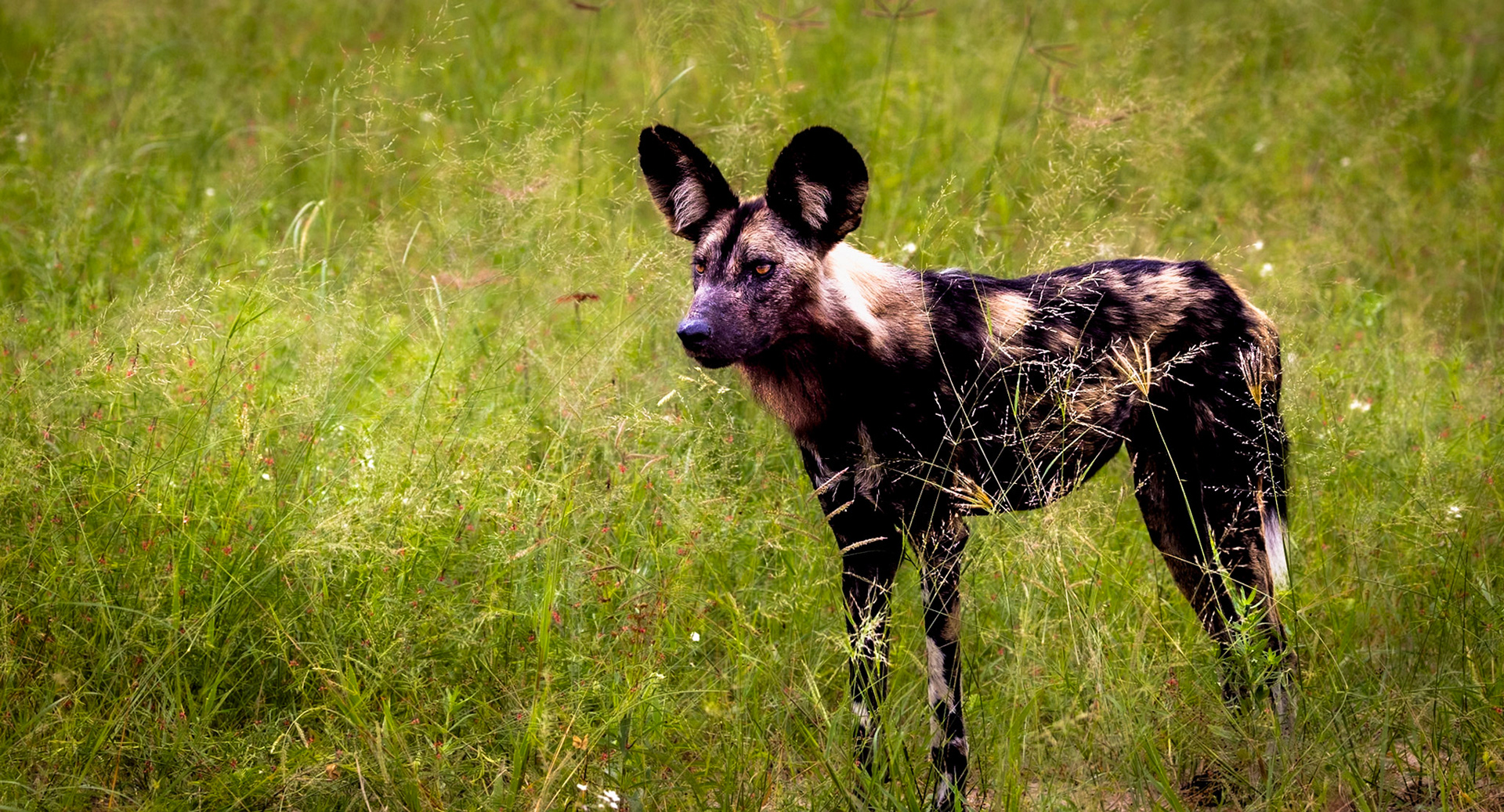 An African Wild dog observing the safari