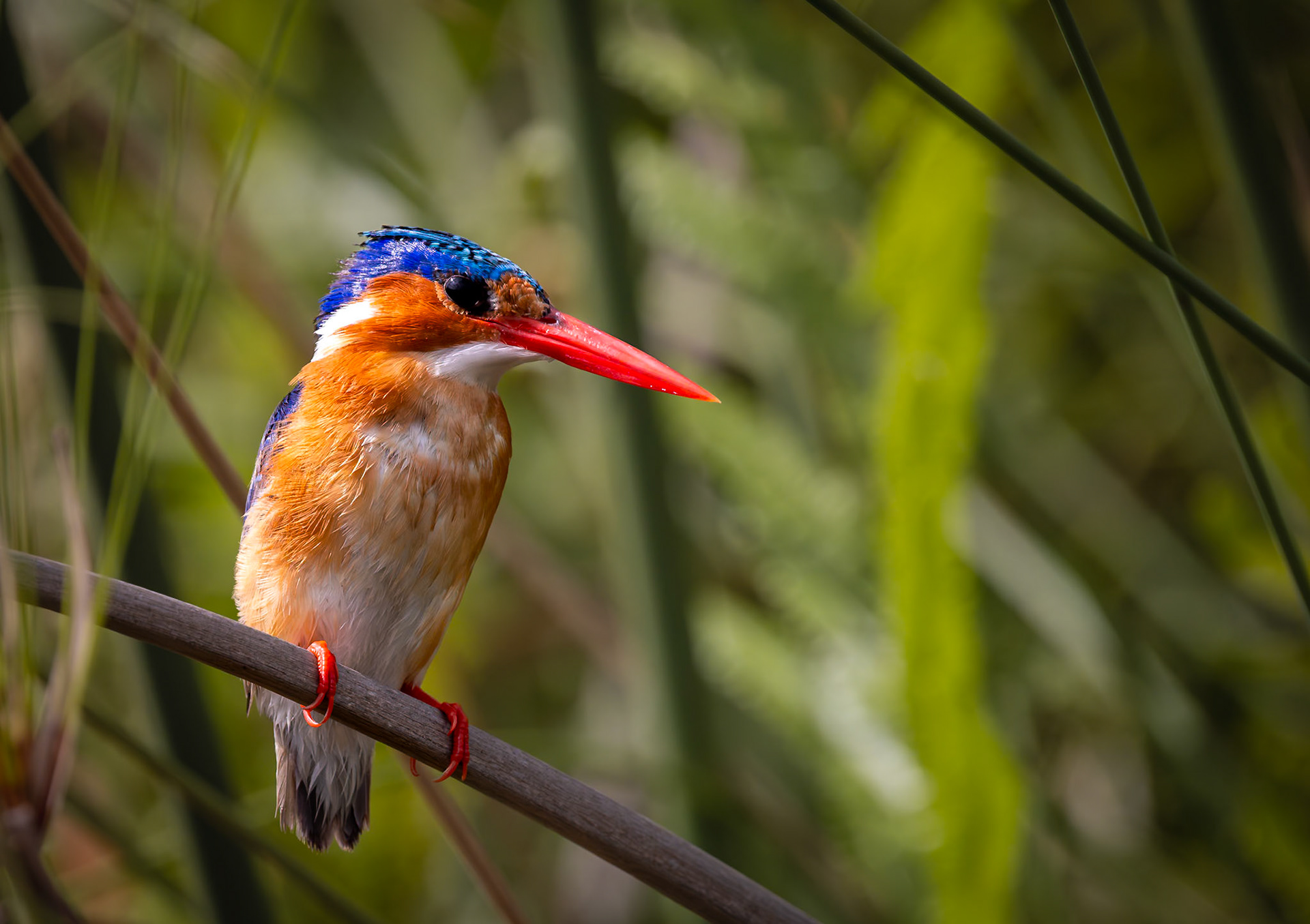 A Malachite Kingfisher on a reed in the Okavango Delta, Botswana