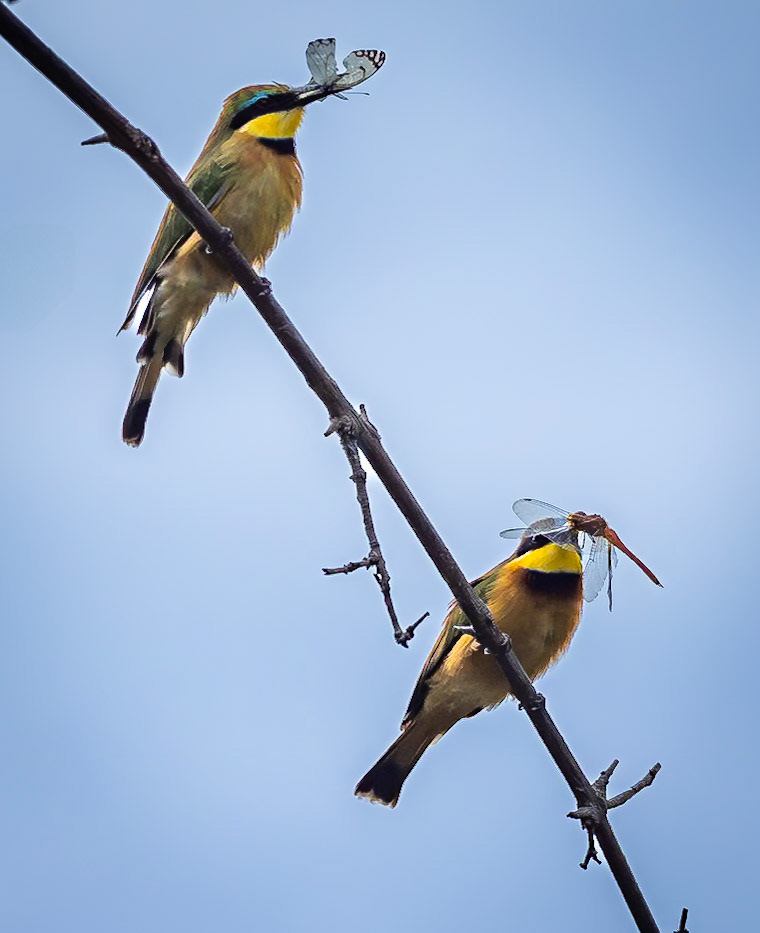 Two Blue-breasted bee-eaters perched on a branch. The bird at the top holds a butterfly in its beak, while the bird below has caught a dragonfly.