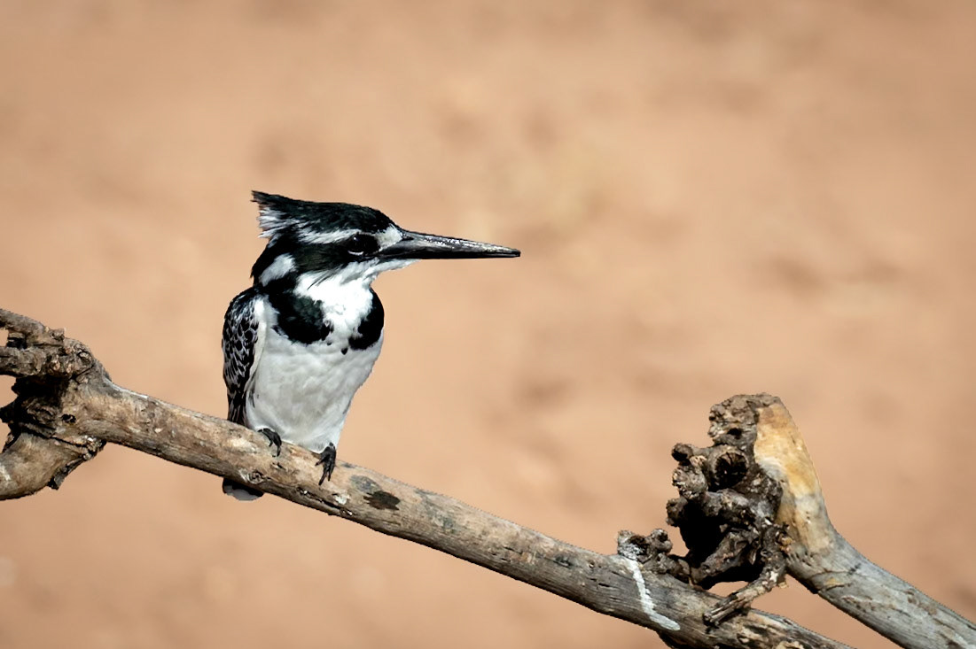 Pied Kingfisher