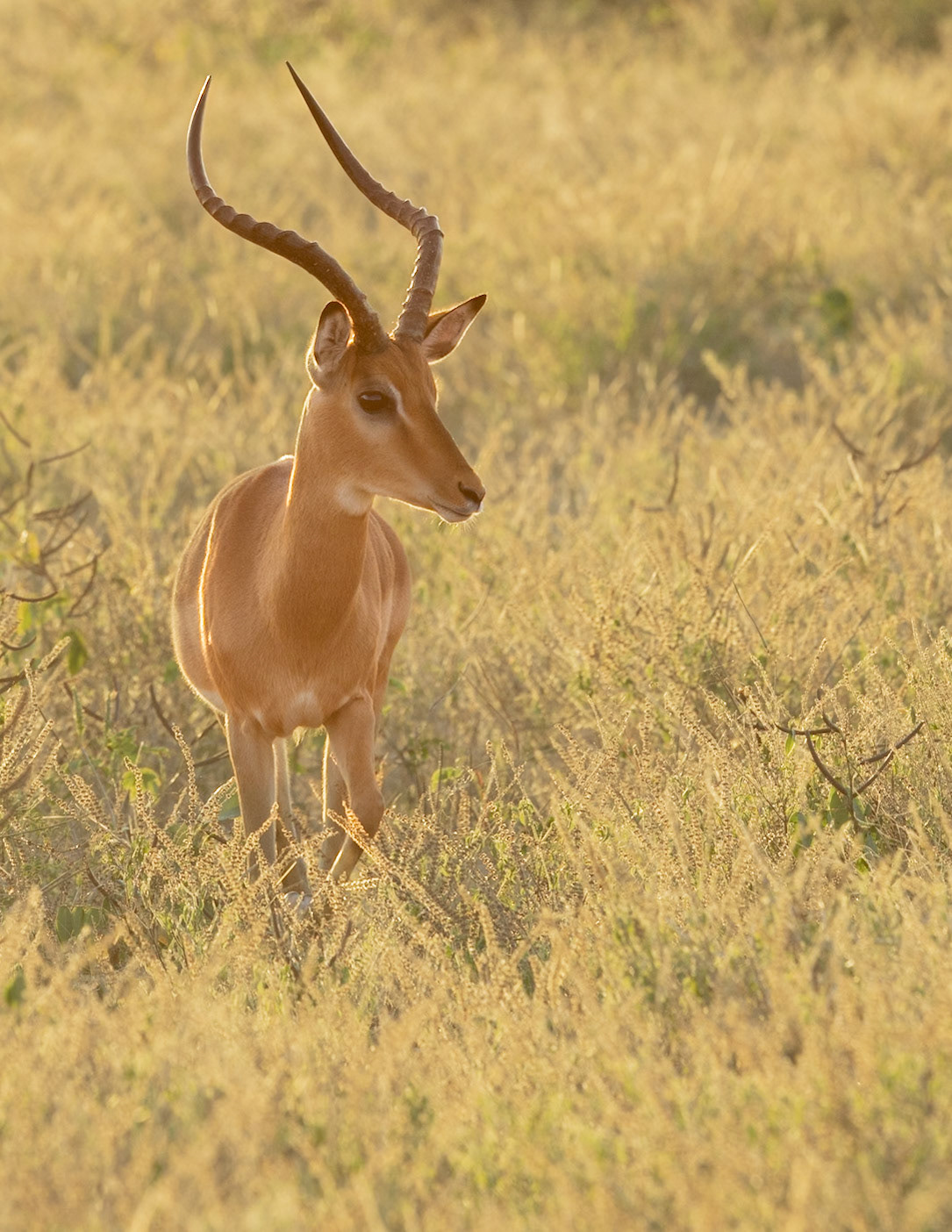 Male Impala in early morning light