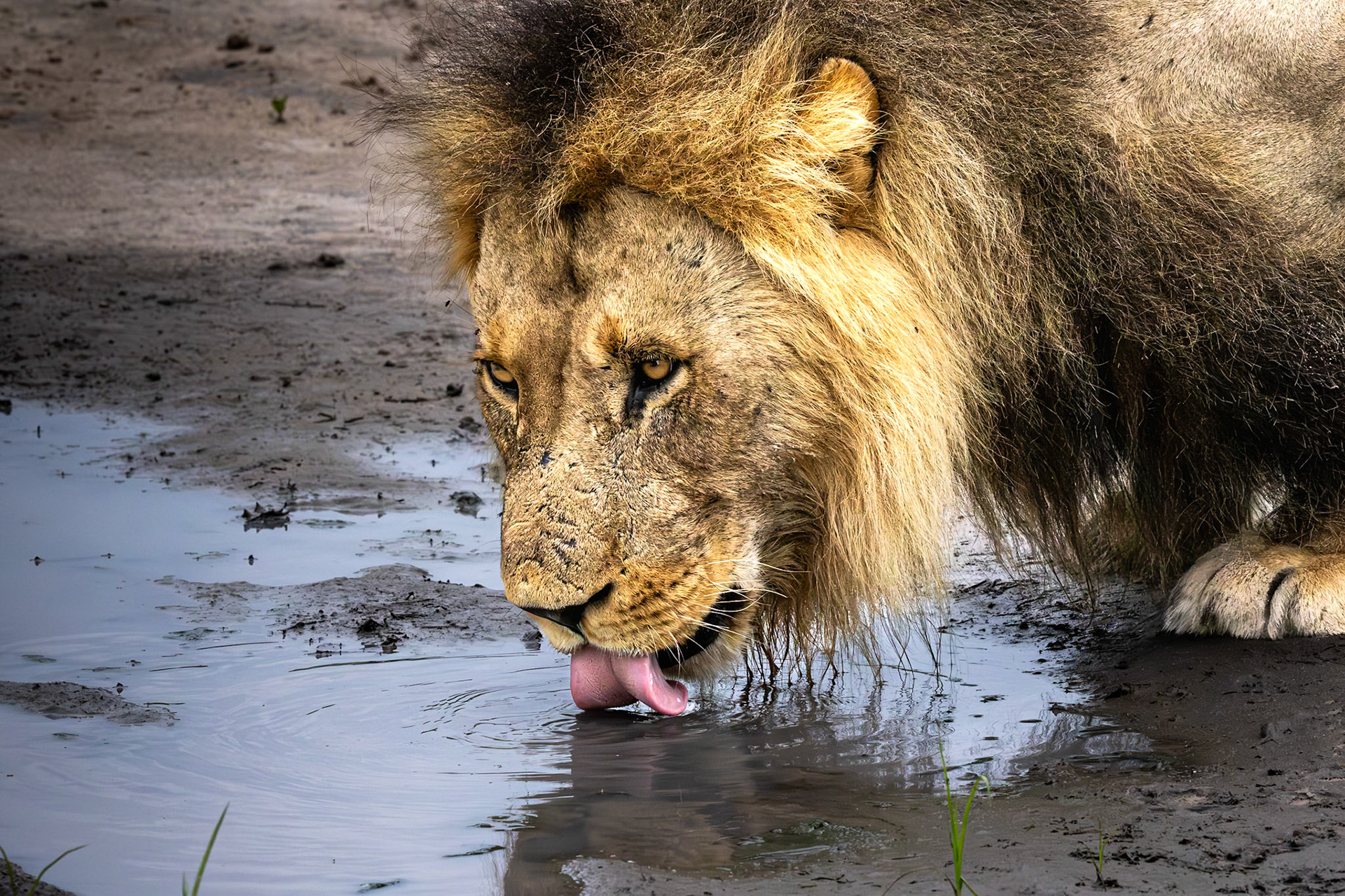 Lion drinking water in Savute
