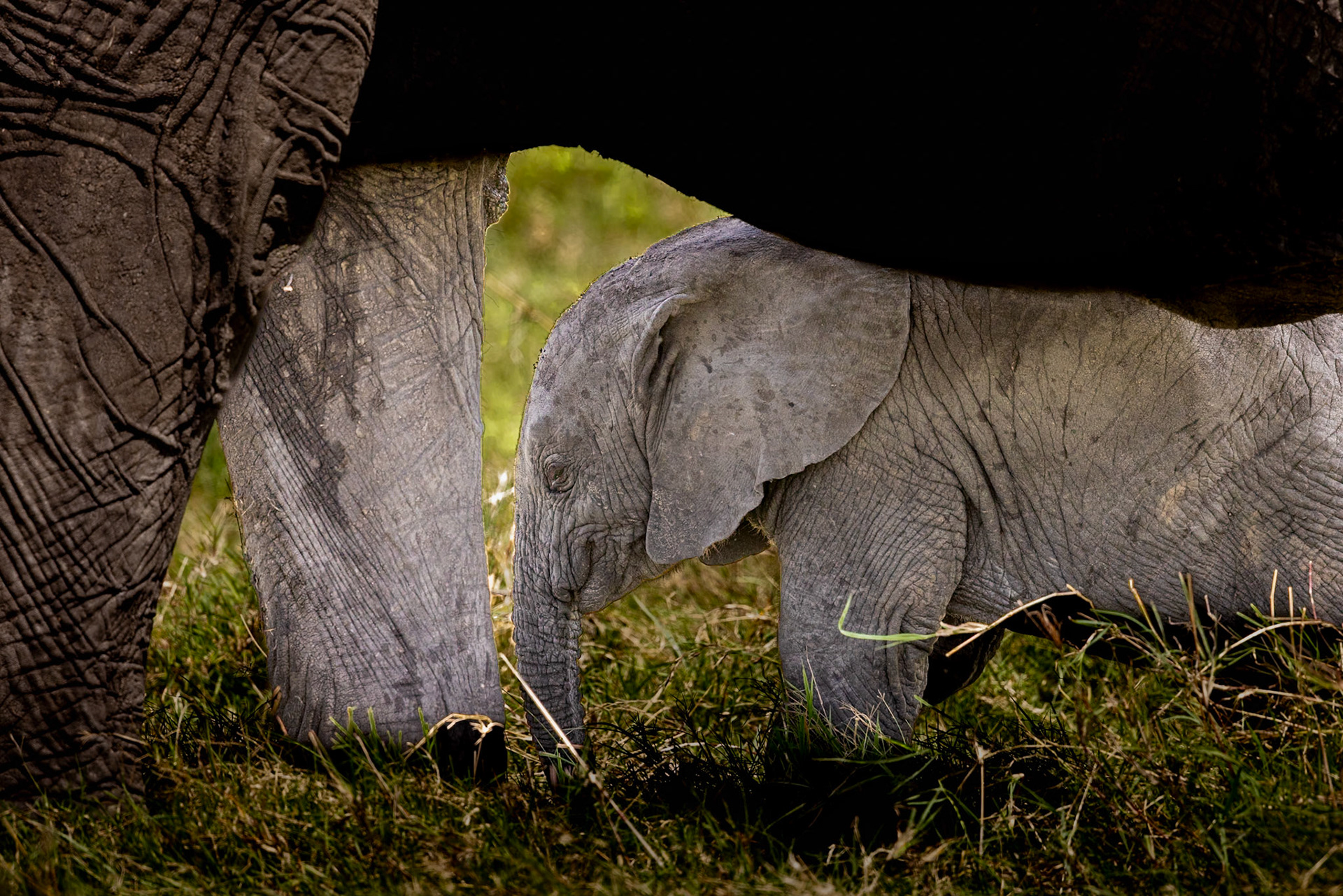 A mother protecting her baby elephant in Masai Mara, Kenya