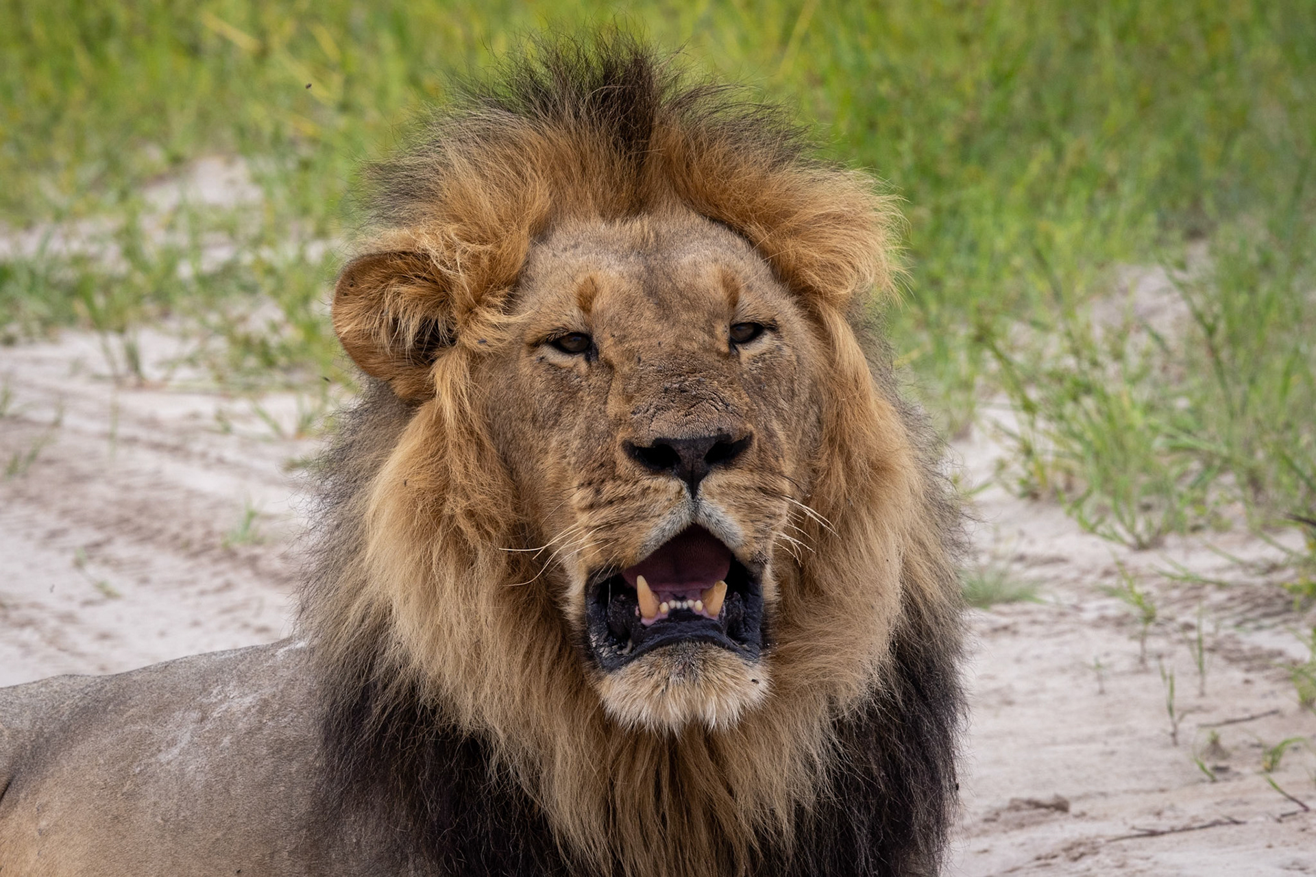 A male lion resting up on a dirt road in Savute, Botswana