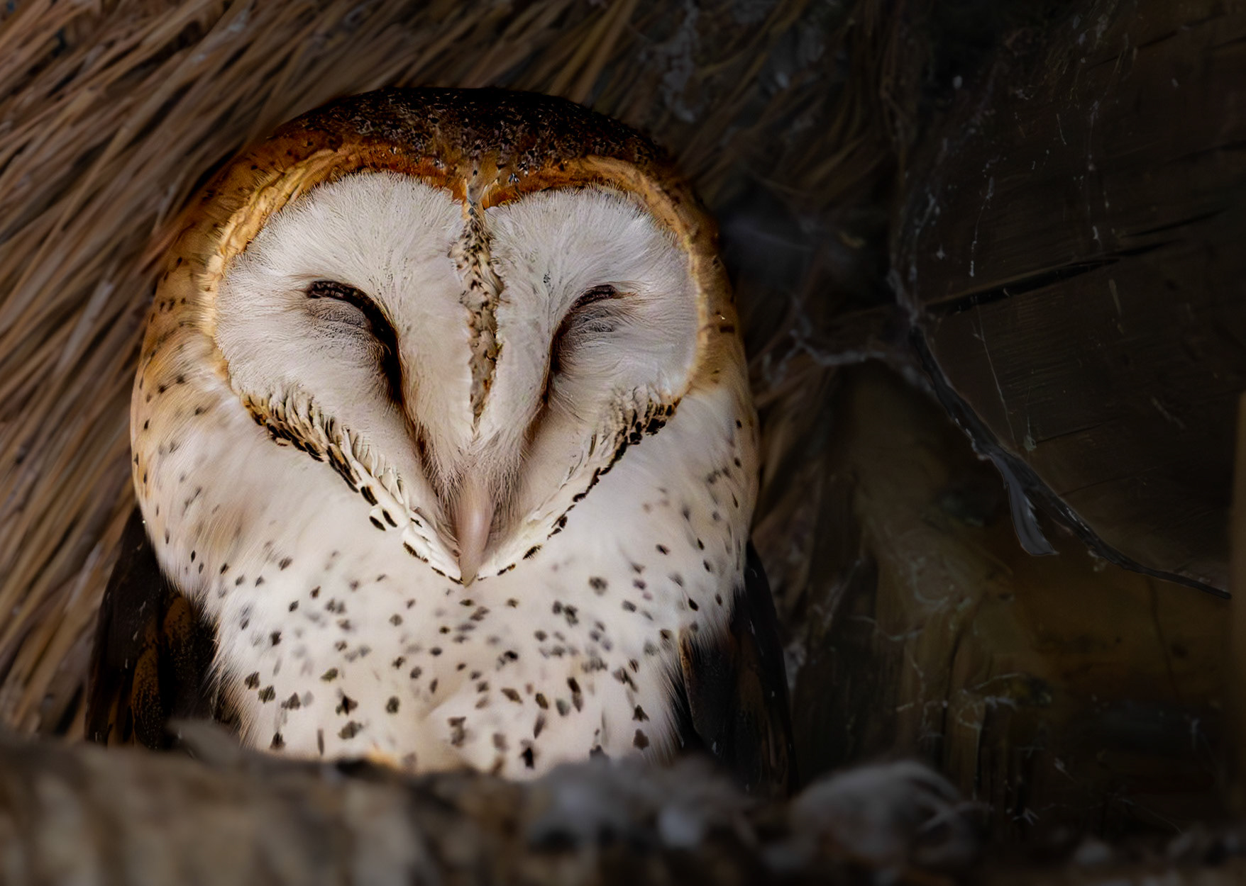 A Barn Owl settled in a roof in Xakanaxa, Botswana