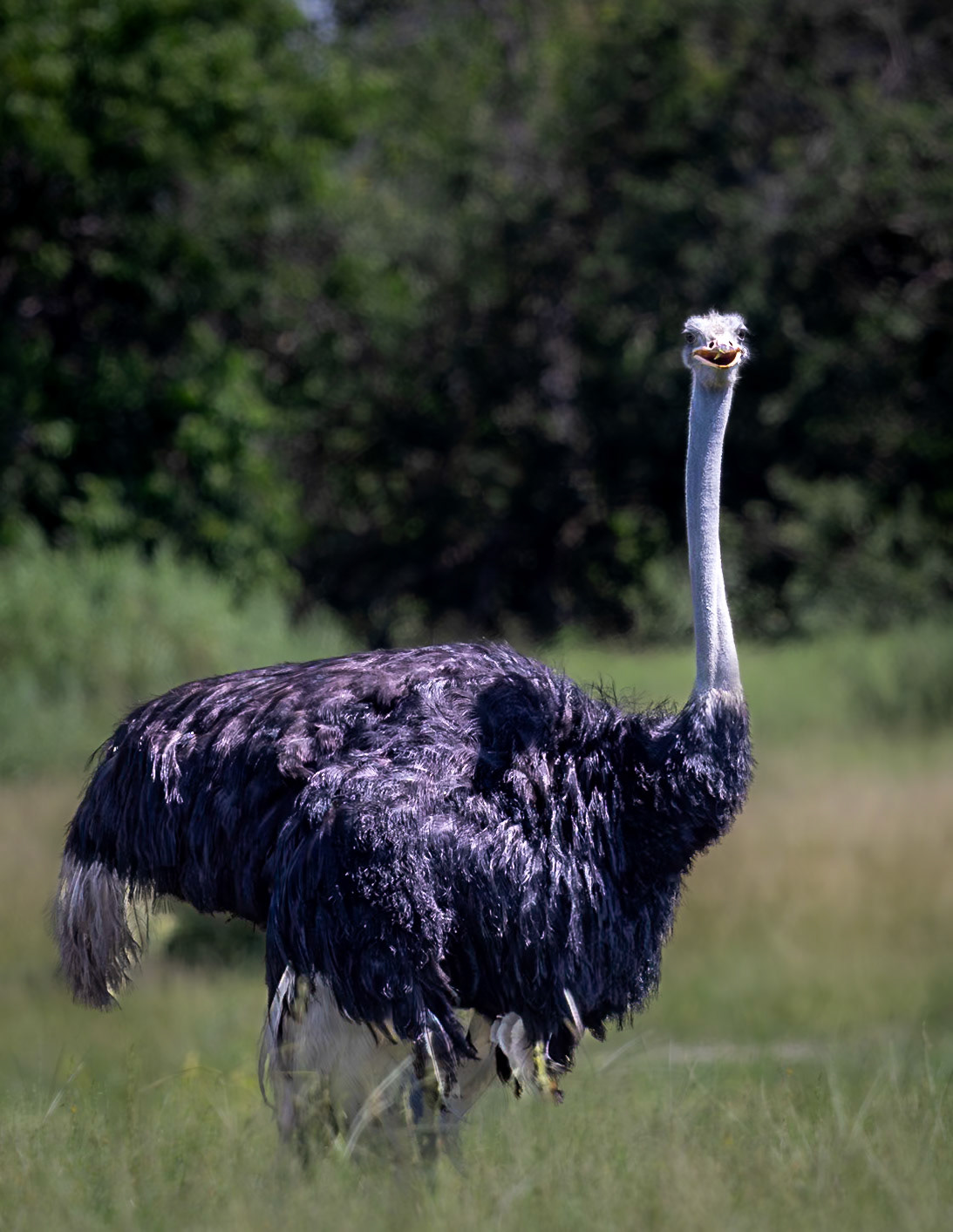 A Masai Ostrich in Xakanaxa, Botswana
