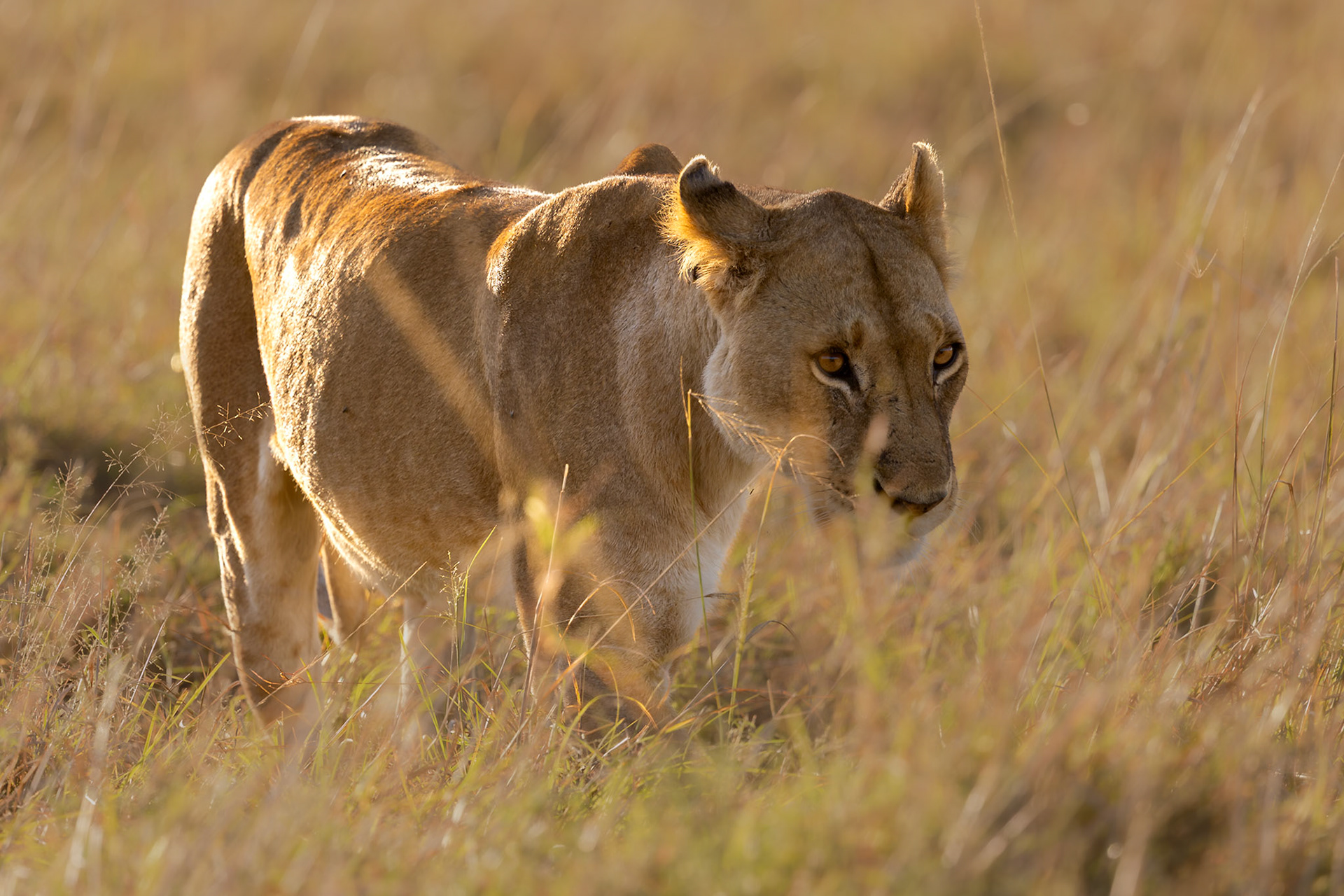 Lioness carefully moving through the grass in the Masai Mara