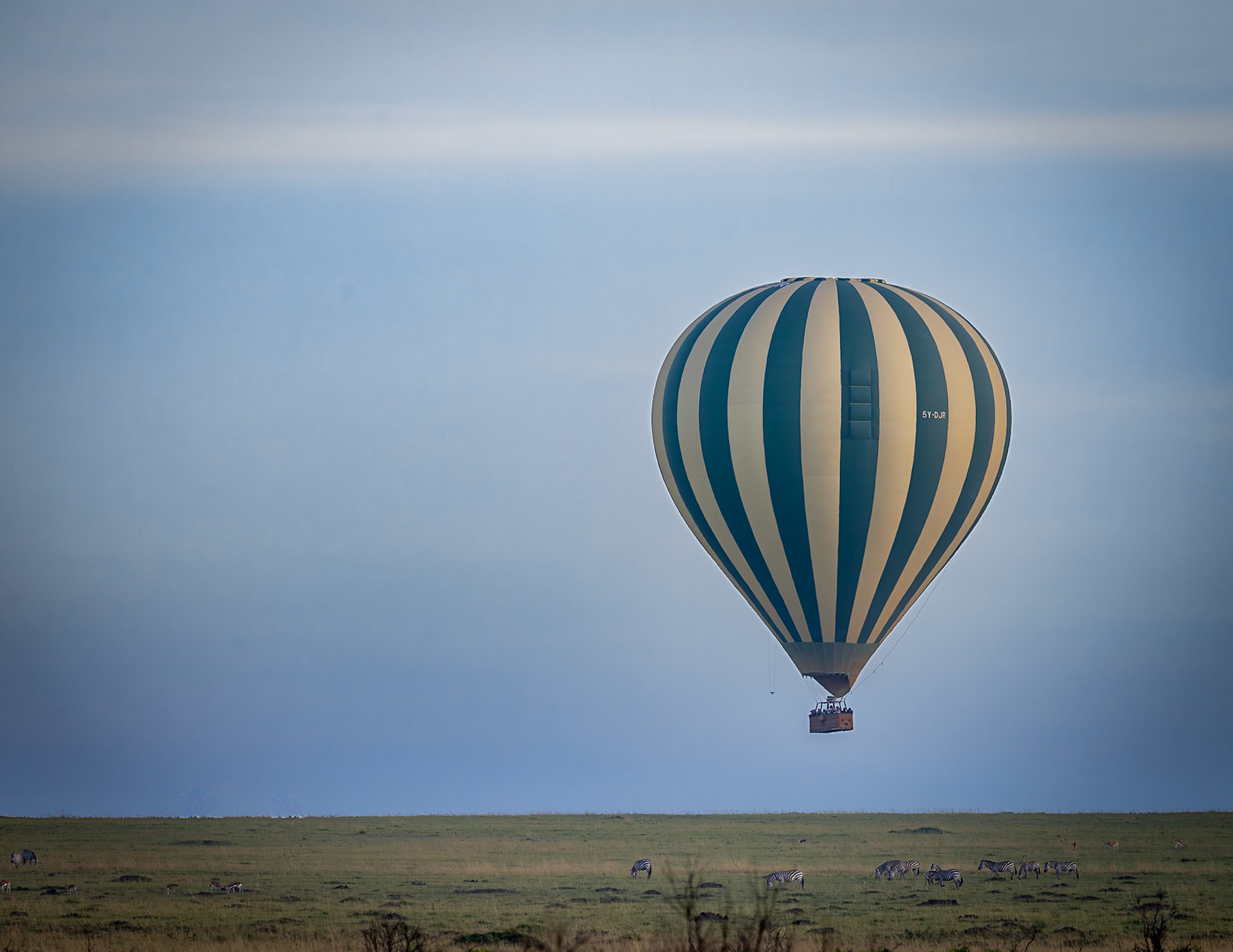 A single Balloon starting its jouney over zebras in the Masai Mara, Kenya
