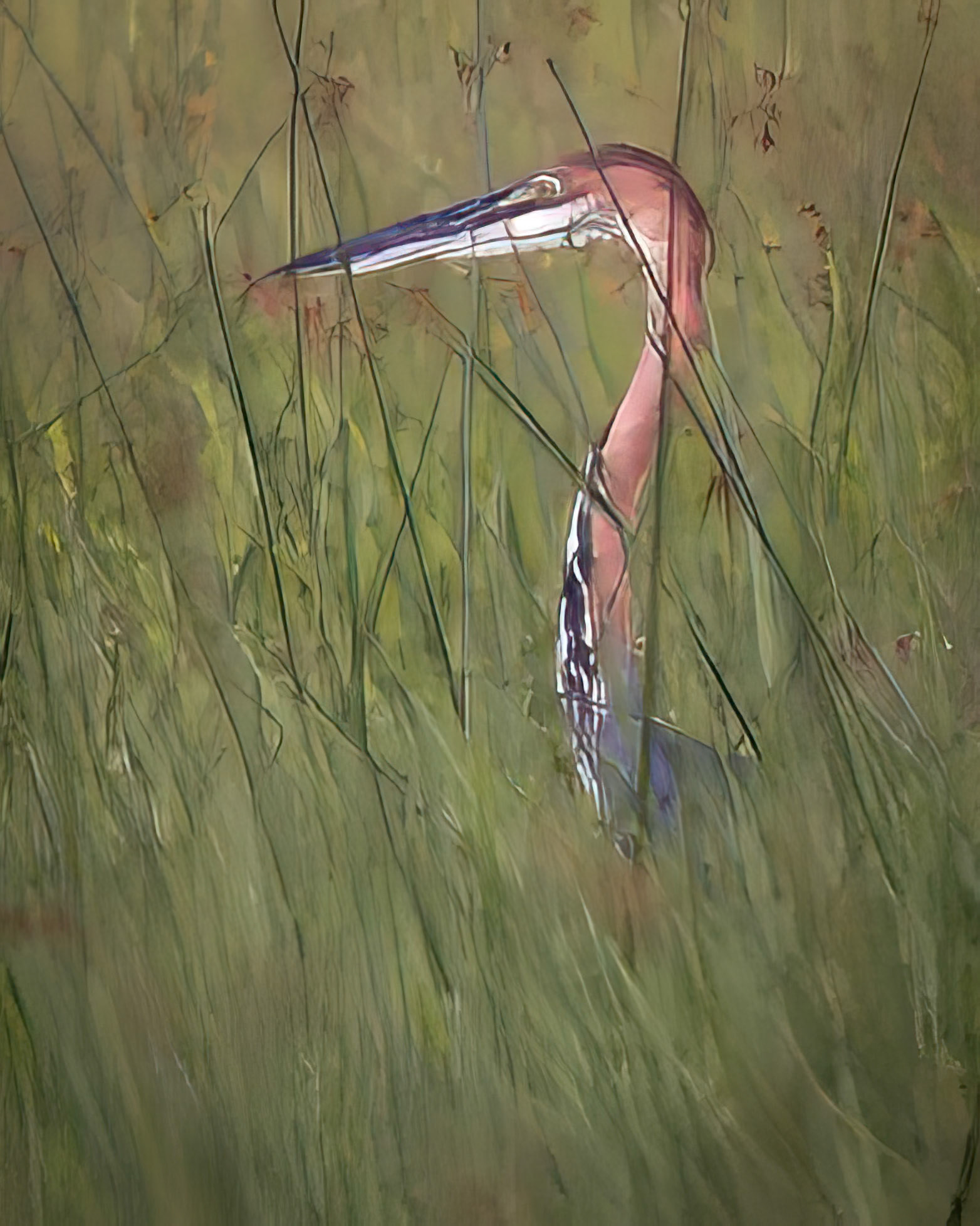 A Goliath Heron, partially hidden among tall grasses, in its natural habitat in the Okavango, taken at very long range almost at 1000mm.