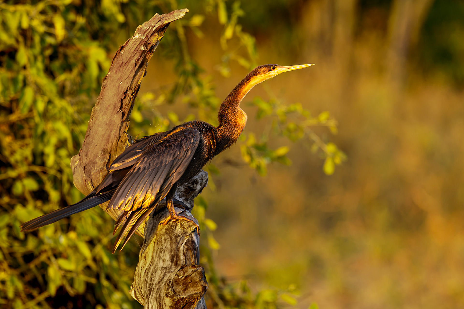 African Darter