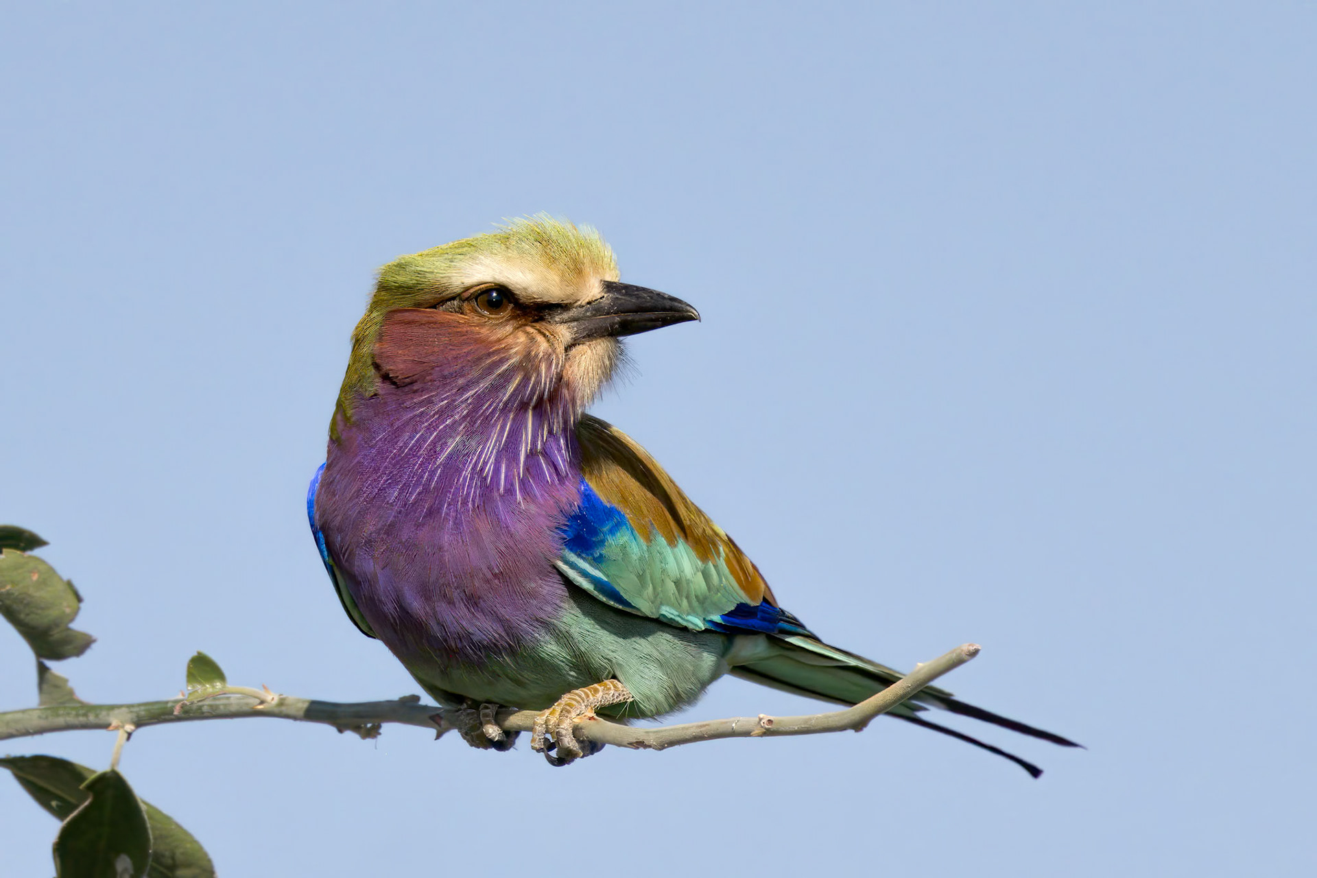 Lilac-breasted Roller