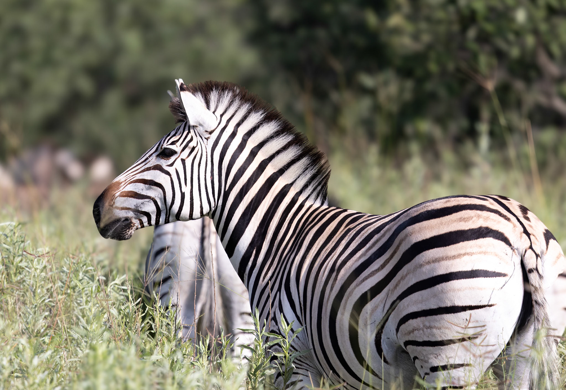 Zebras grazing in the long grass in Xakanaxa