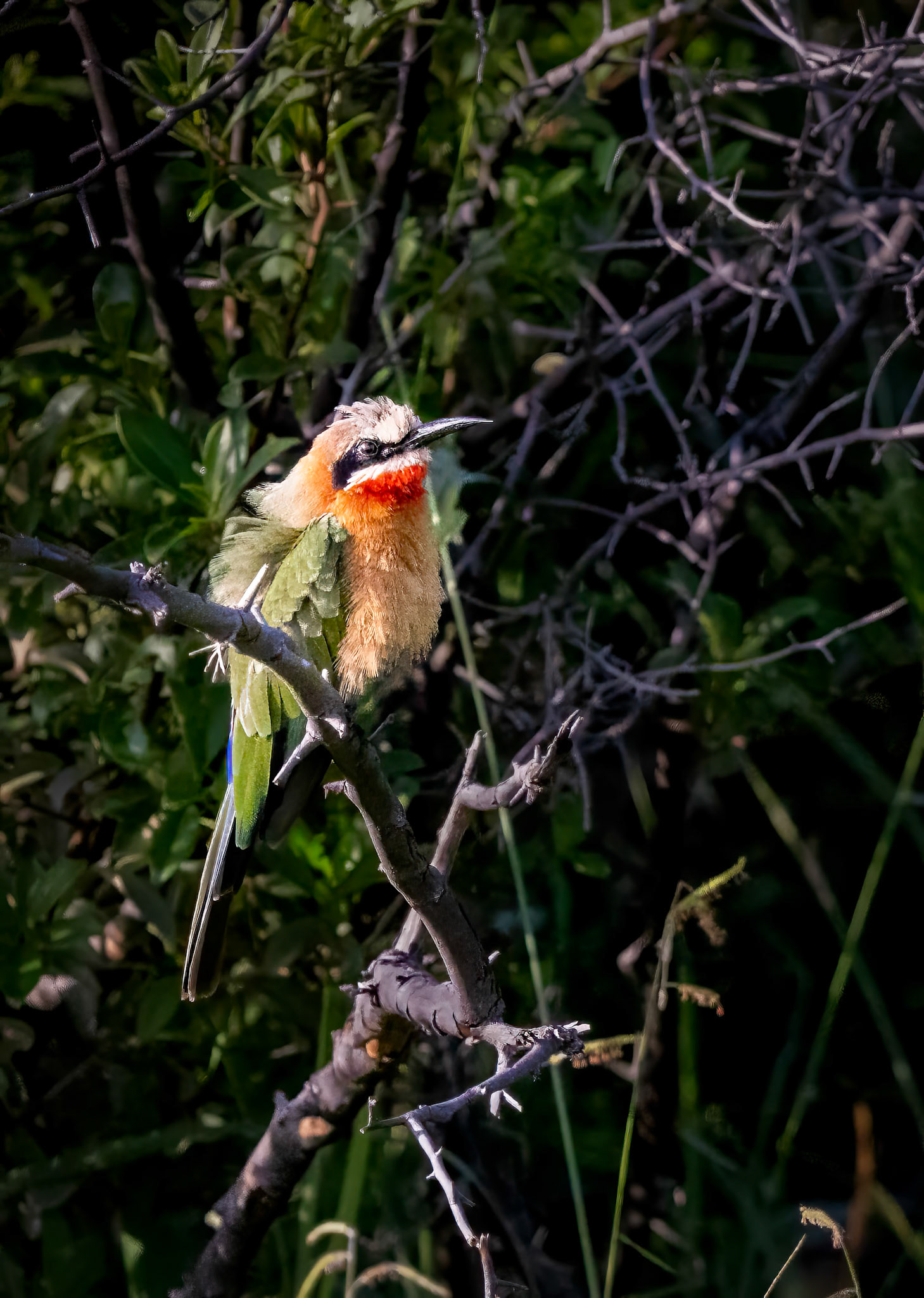 A White-fronted Bee-eater