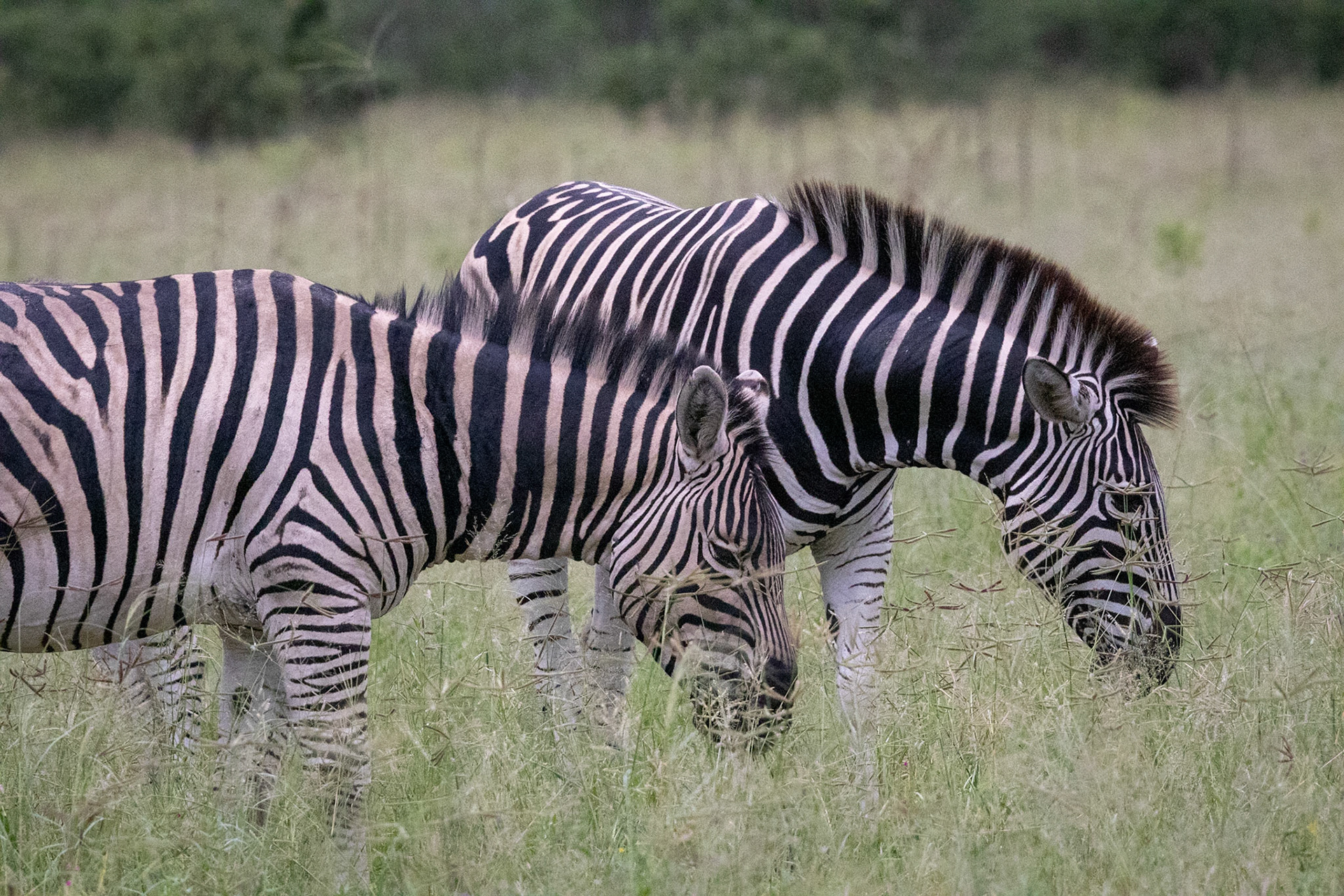 Zebras grazing in Savute, Botswana