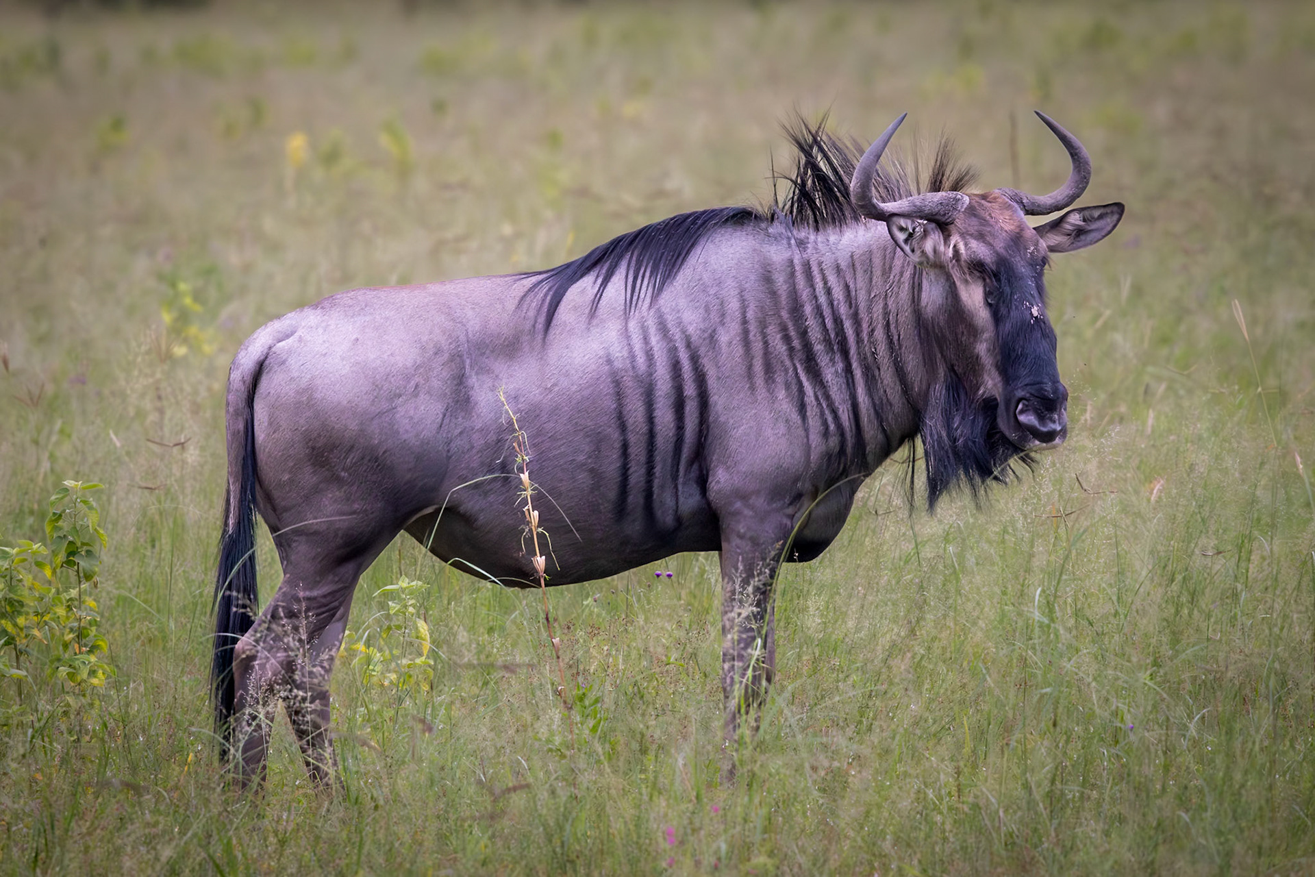 A Wildebeest observing in Savute, Botswana