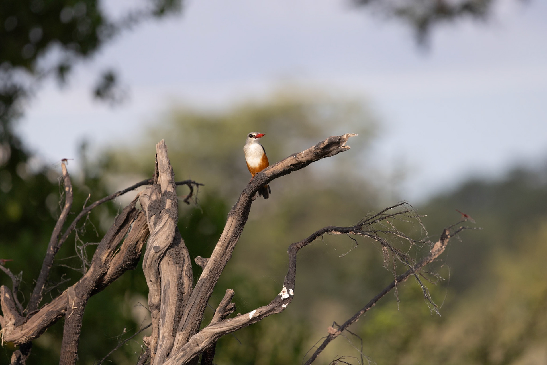 A Grey Headed Kingfisher