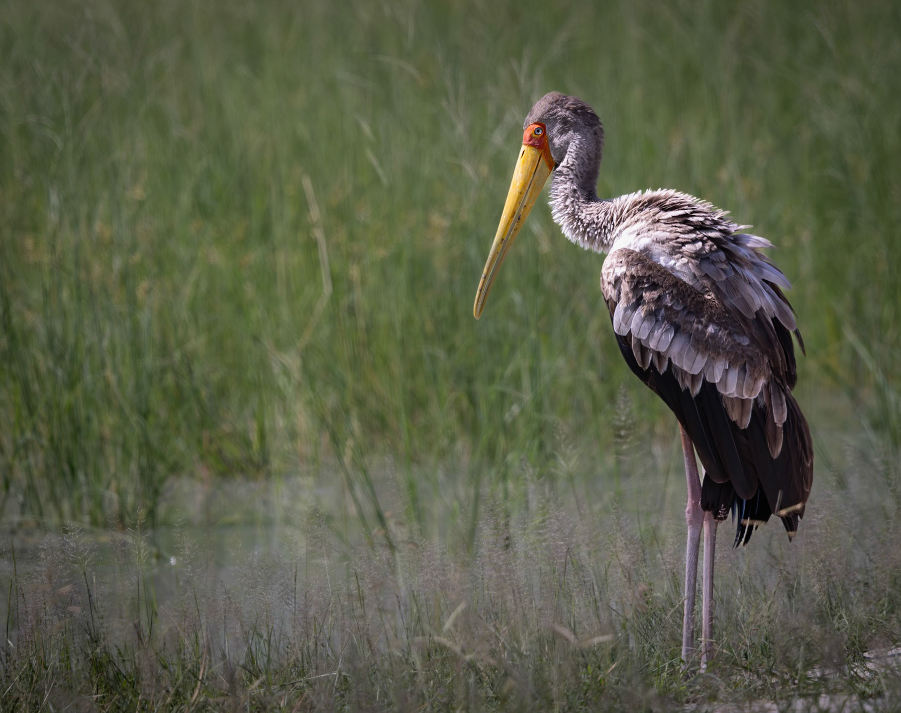 A Yellow Billed Stork
