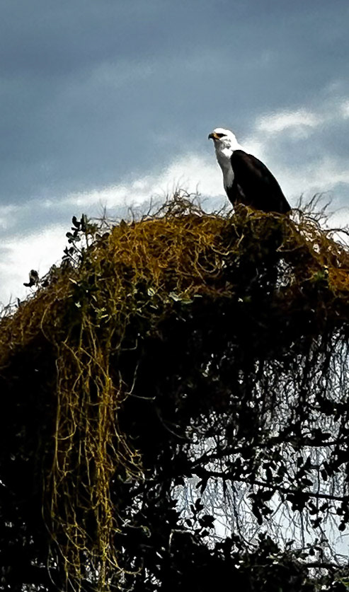 African Fish Eagle