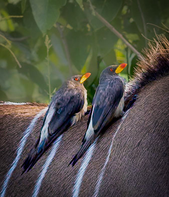 A pair of Yellow-billed Oxpeckers on the back of a Kudu in Xakanaxa, Botswana