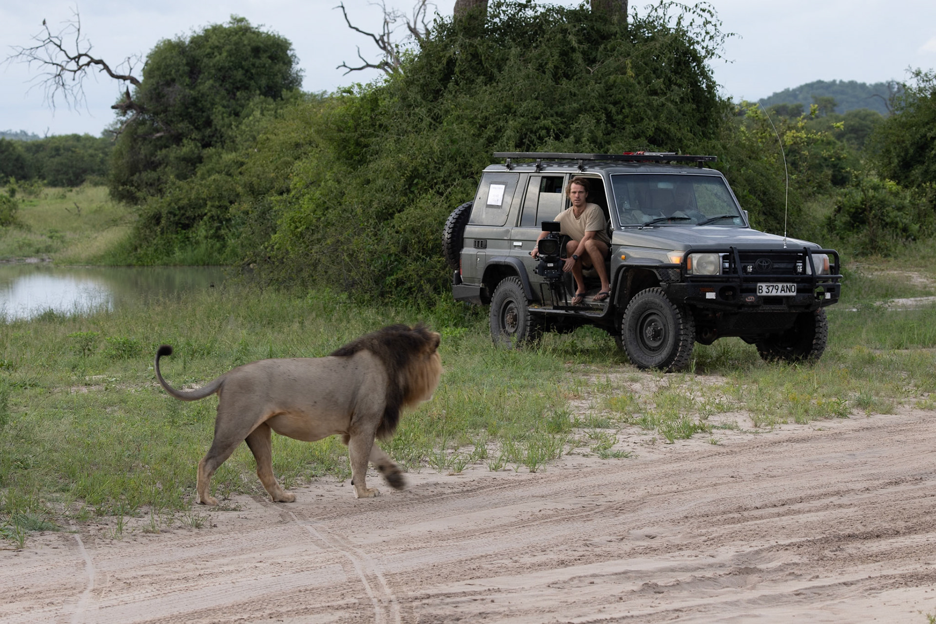 A film crew filming a male lion in Savute, Botswana