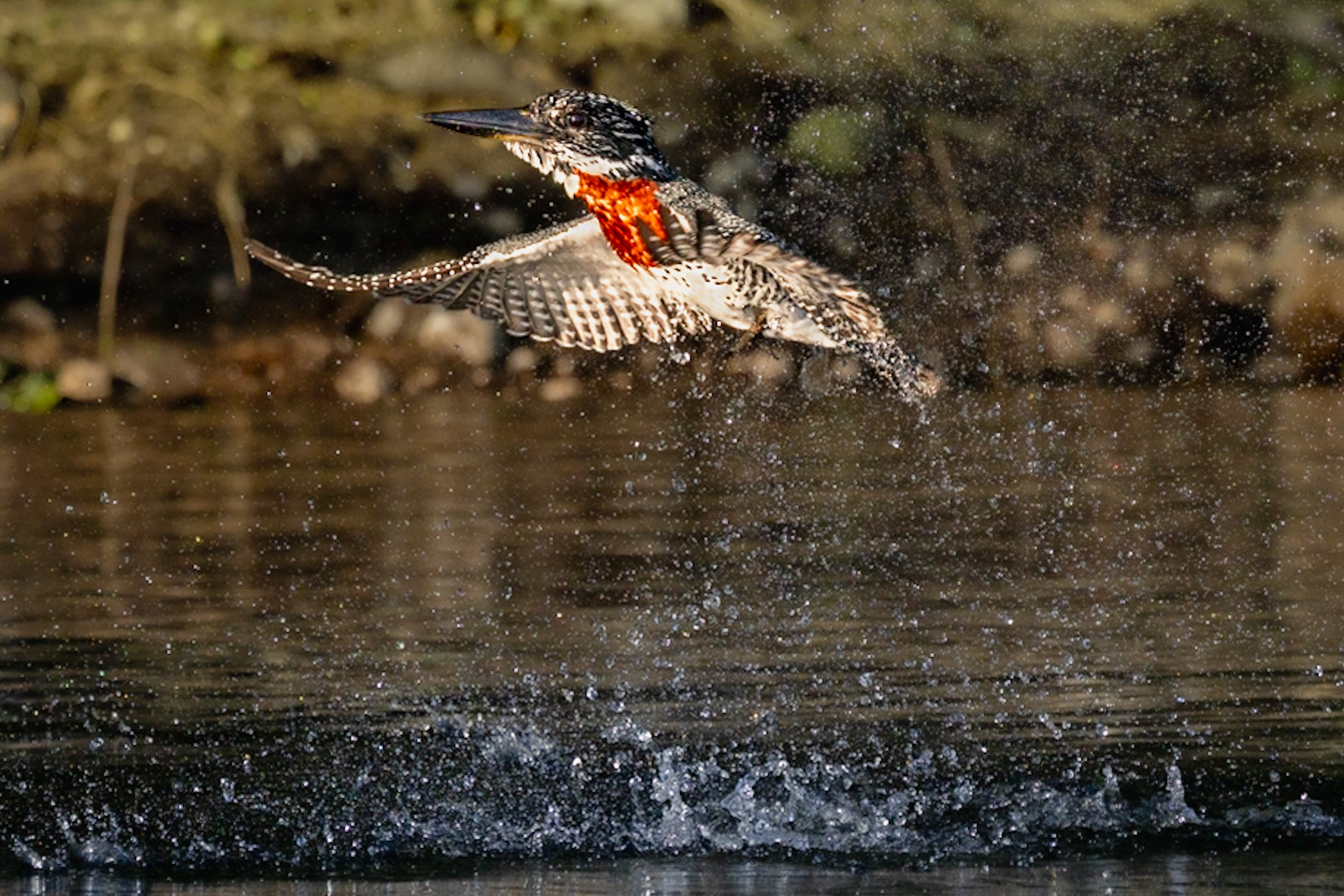 A male Giant kingfisher