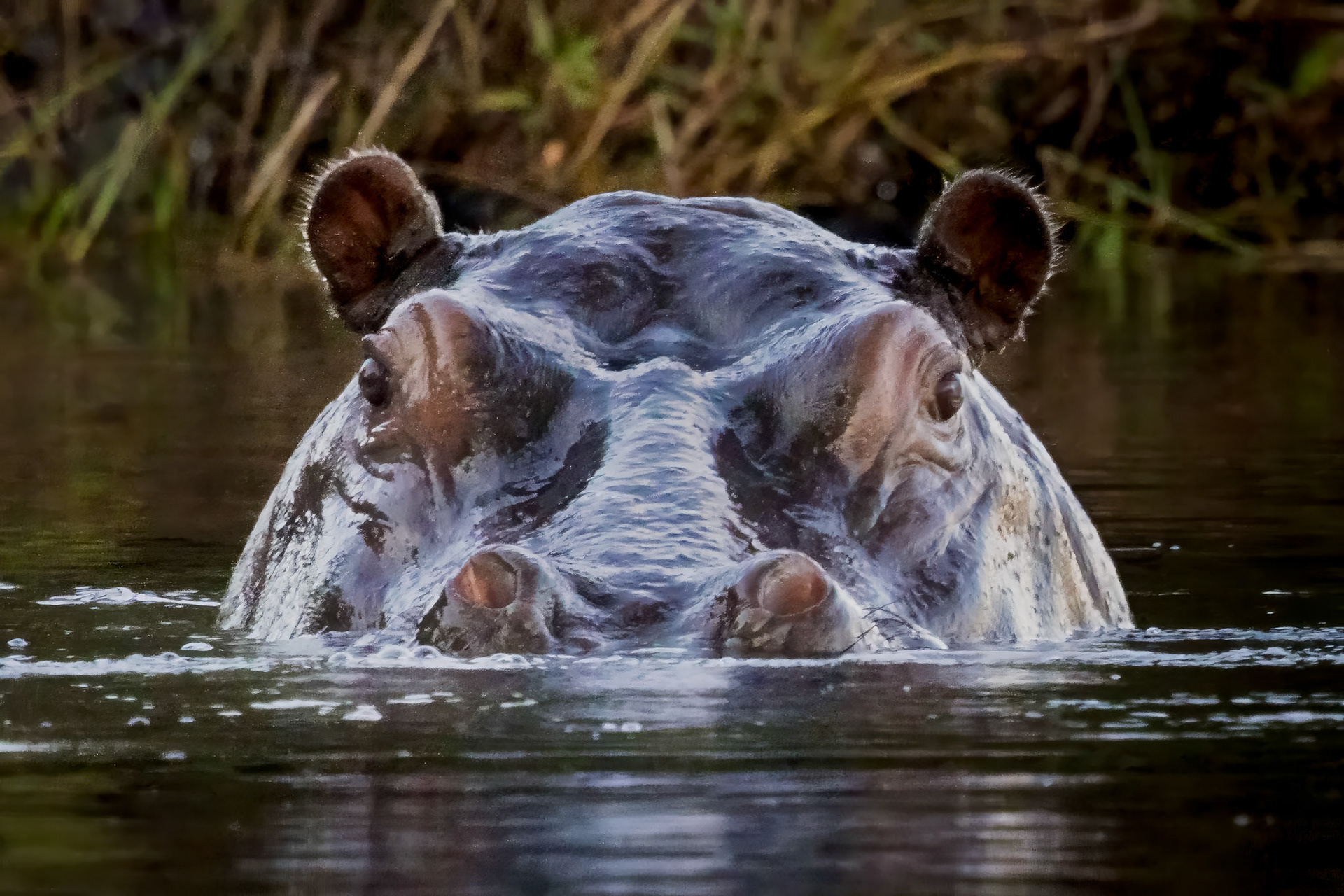 Hippo in the Chobe River