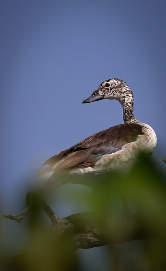 A Knob-billed duck perched on a branch against a clear blue sky