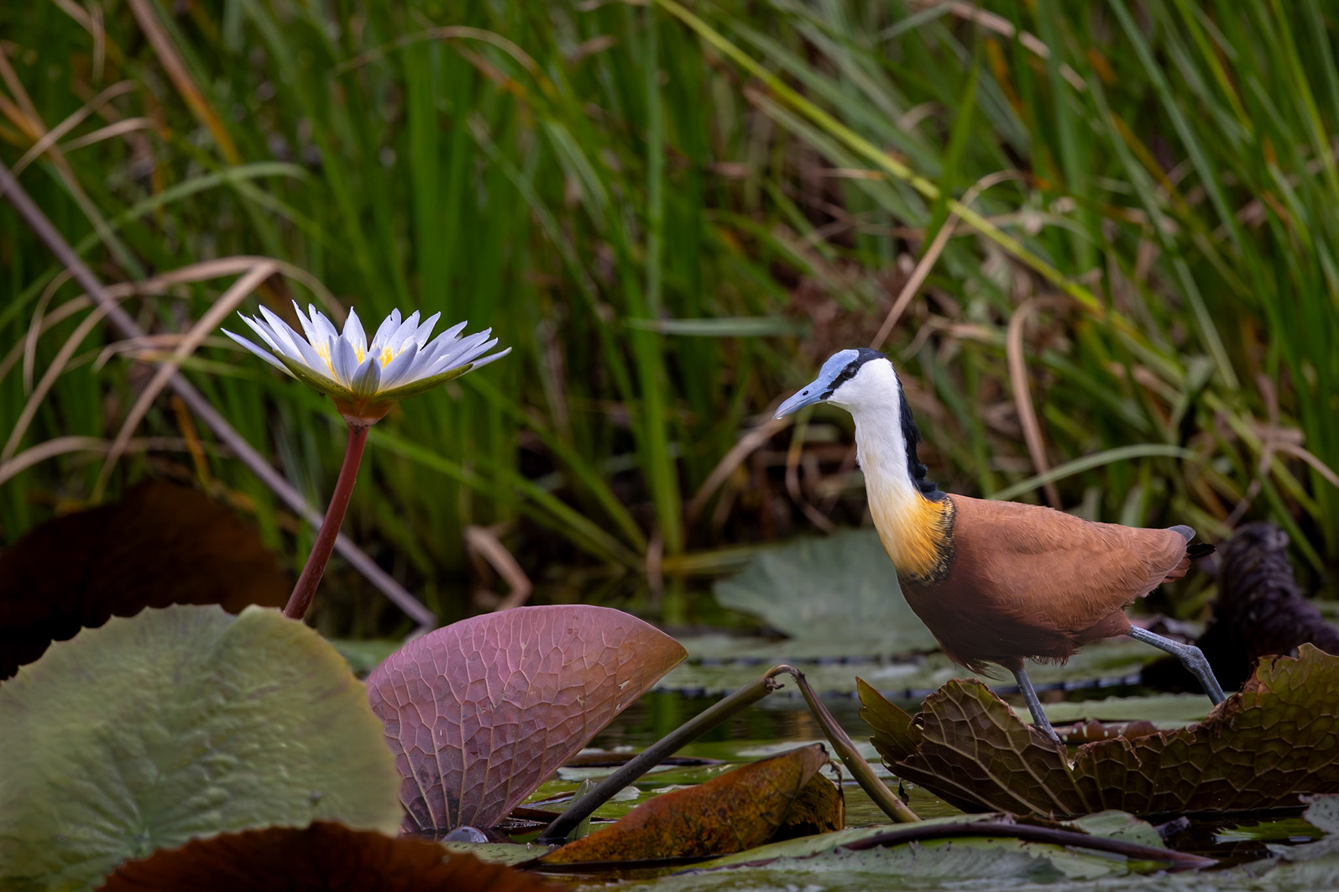 An African Jacana walking amongst the lillies in the Okavango Delta