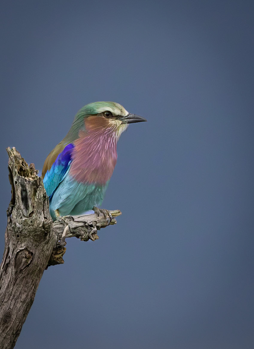 A Lilac-breasted roller posing on a tree branch in Savute, Botswana