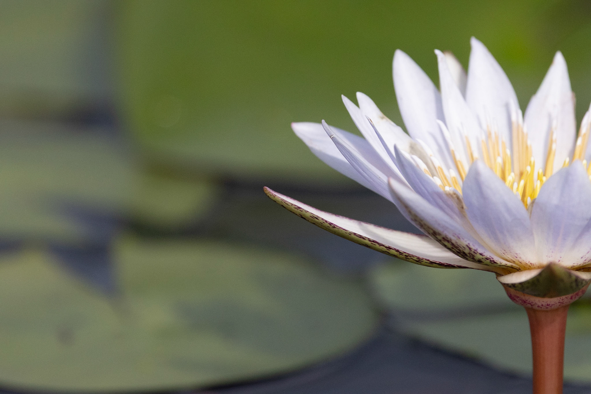 A Pygmy Waterlilly in the Okavango Delta, Botswana
