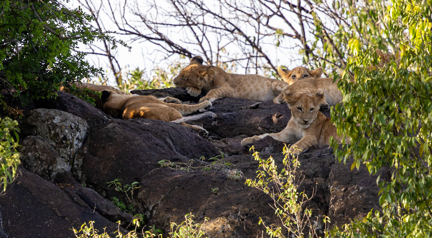 Lion Cubs hiding high up in the rocks in Masai Mara, Kenya