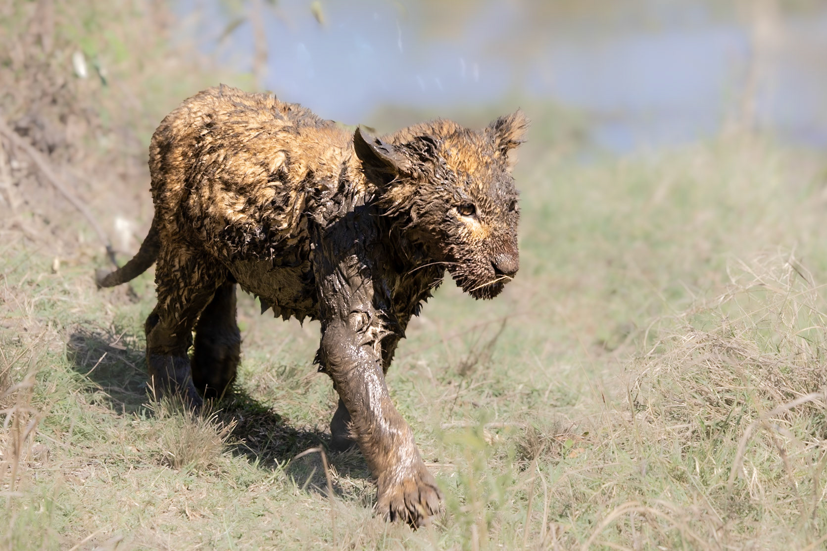 Mud bath for a Lion Cub