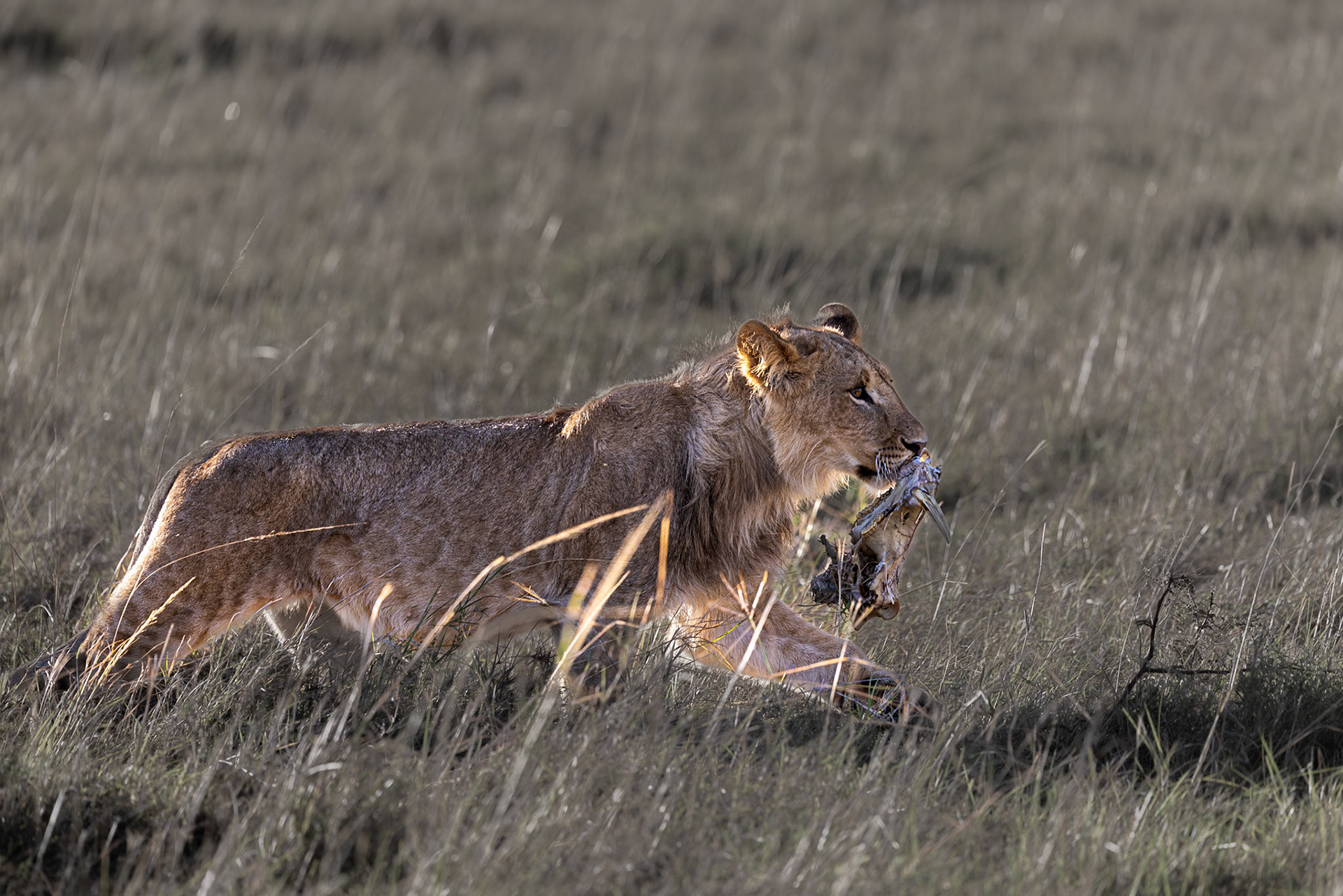 Lion Cub protecting his kill in the Masai Mara, Kenya