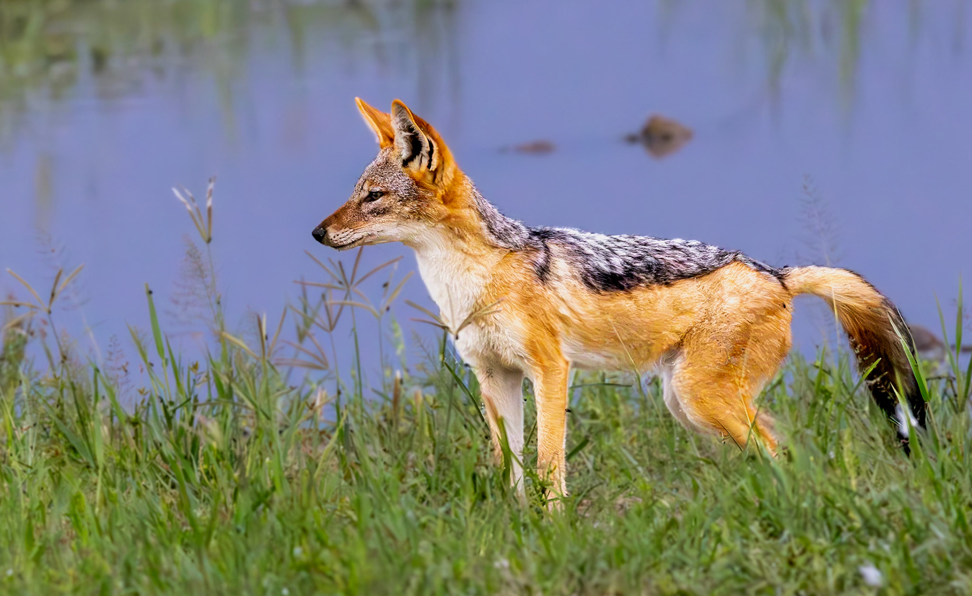 A Silver-backed Jackal in Savute, Botswana