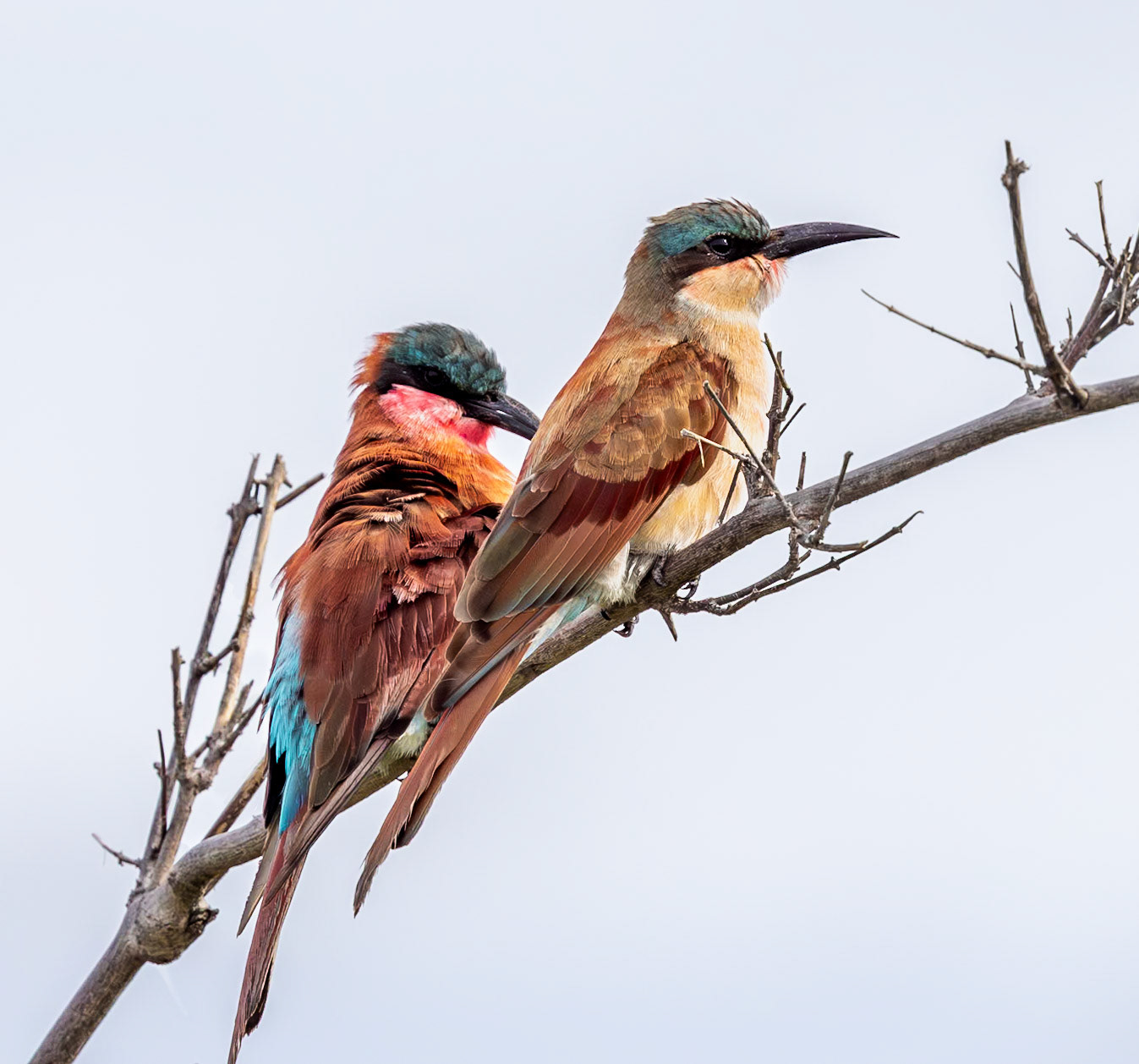 Southern carmine bee-eater