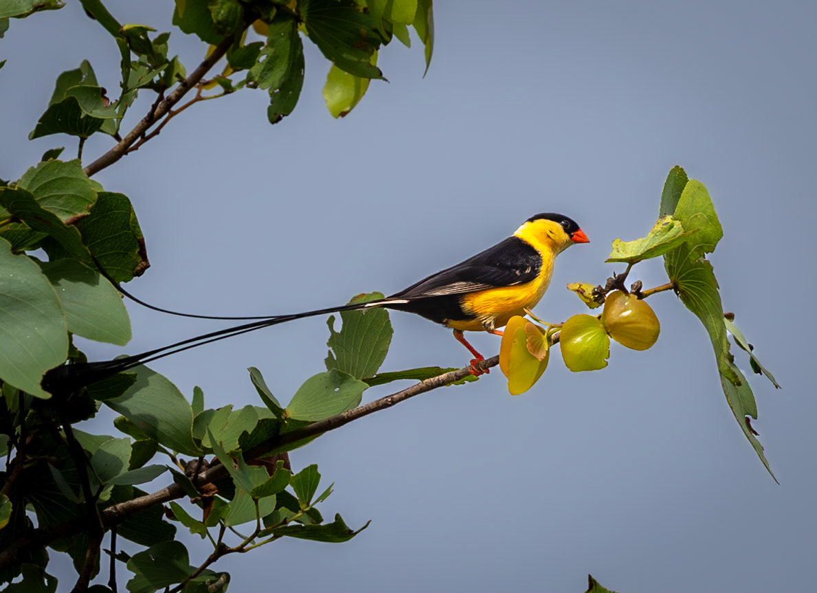 A male Shaft-tailed whydah