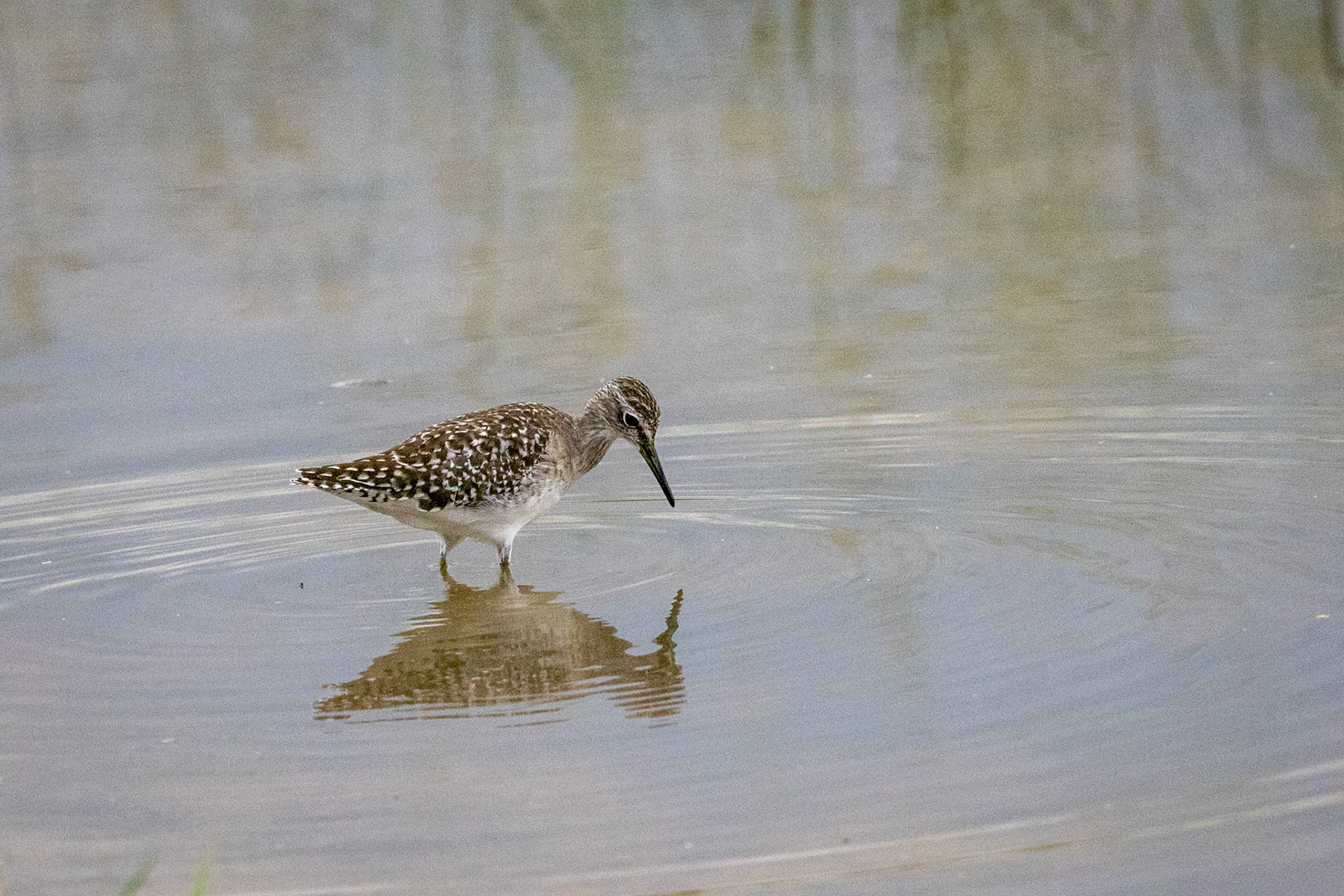 Wood Sandpiper