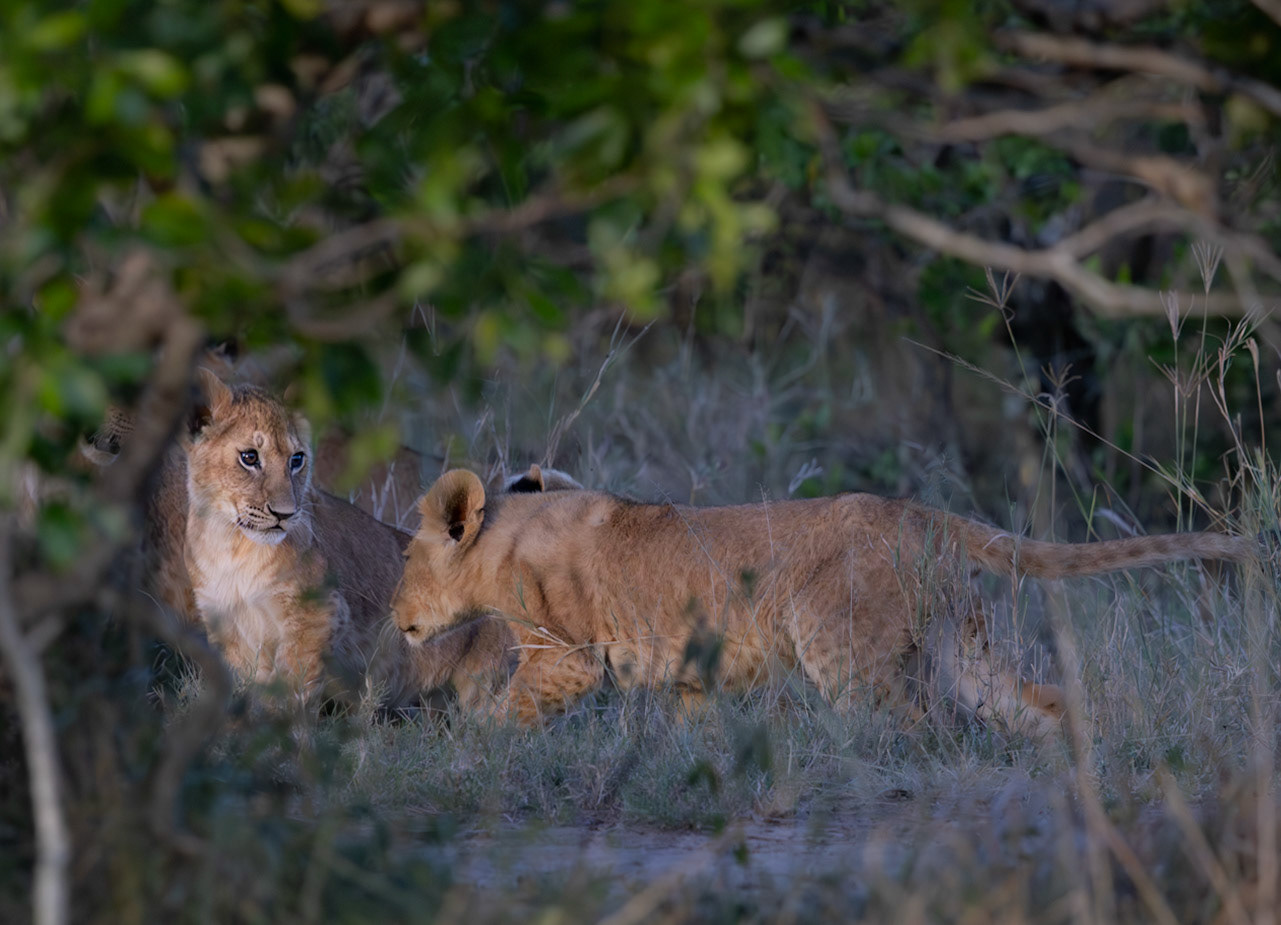Lion Cubs at play in the Masai Mara, Kenya