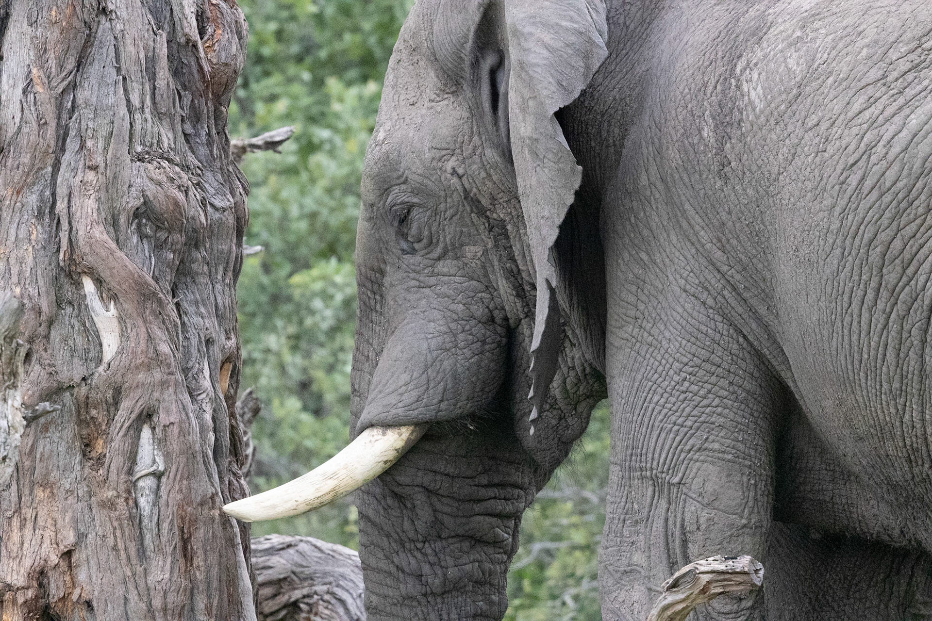 A young peaceful elephant just resting in Savute, Botswana