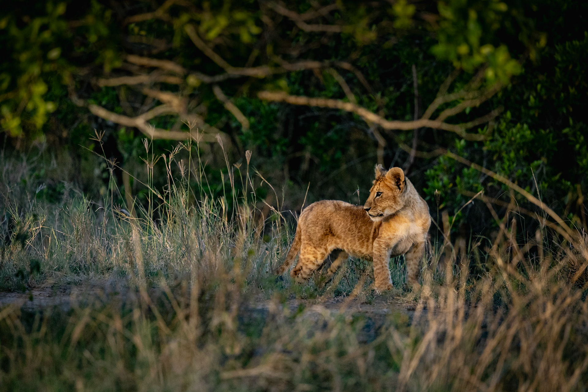 Lion Cubs at play in the Masai Mara, Kenya