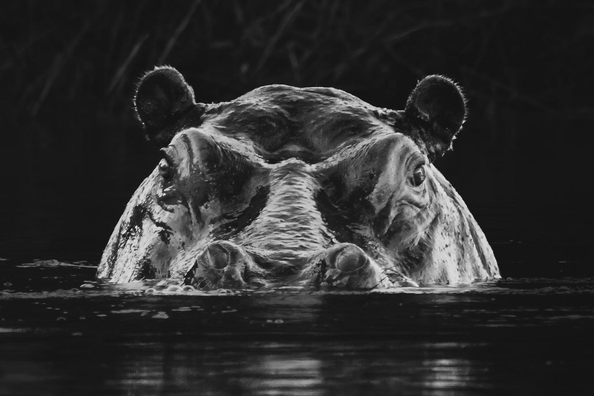 Hippo in the Chobe River