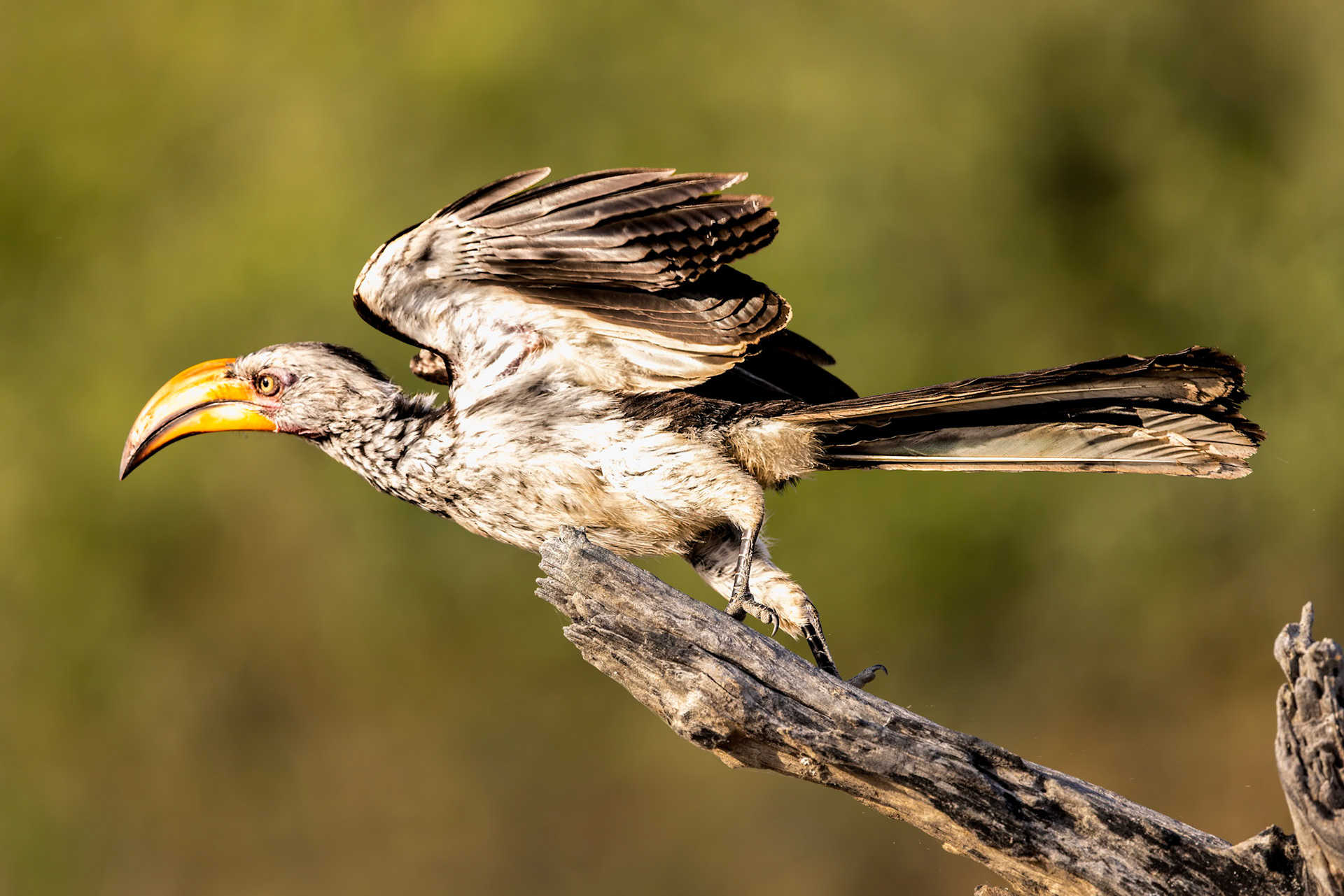 Southern yellow-billed hornbill
