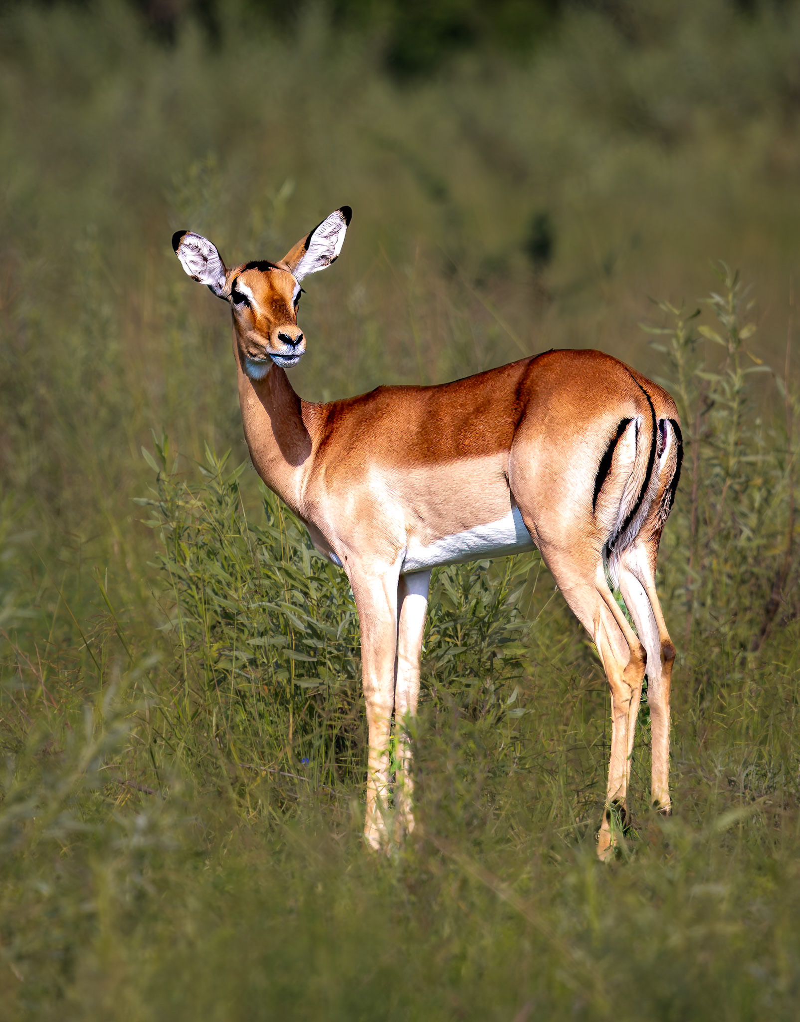 An Impala pausing in the morning sun in Xakanaxa
