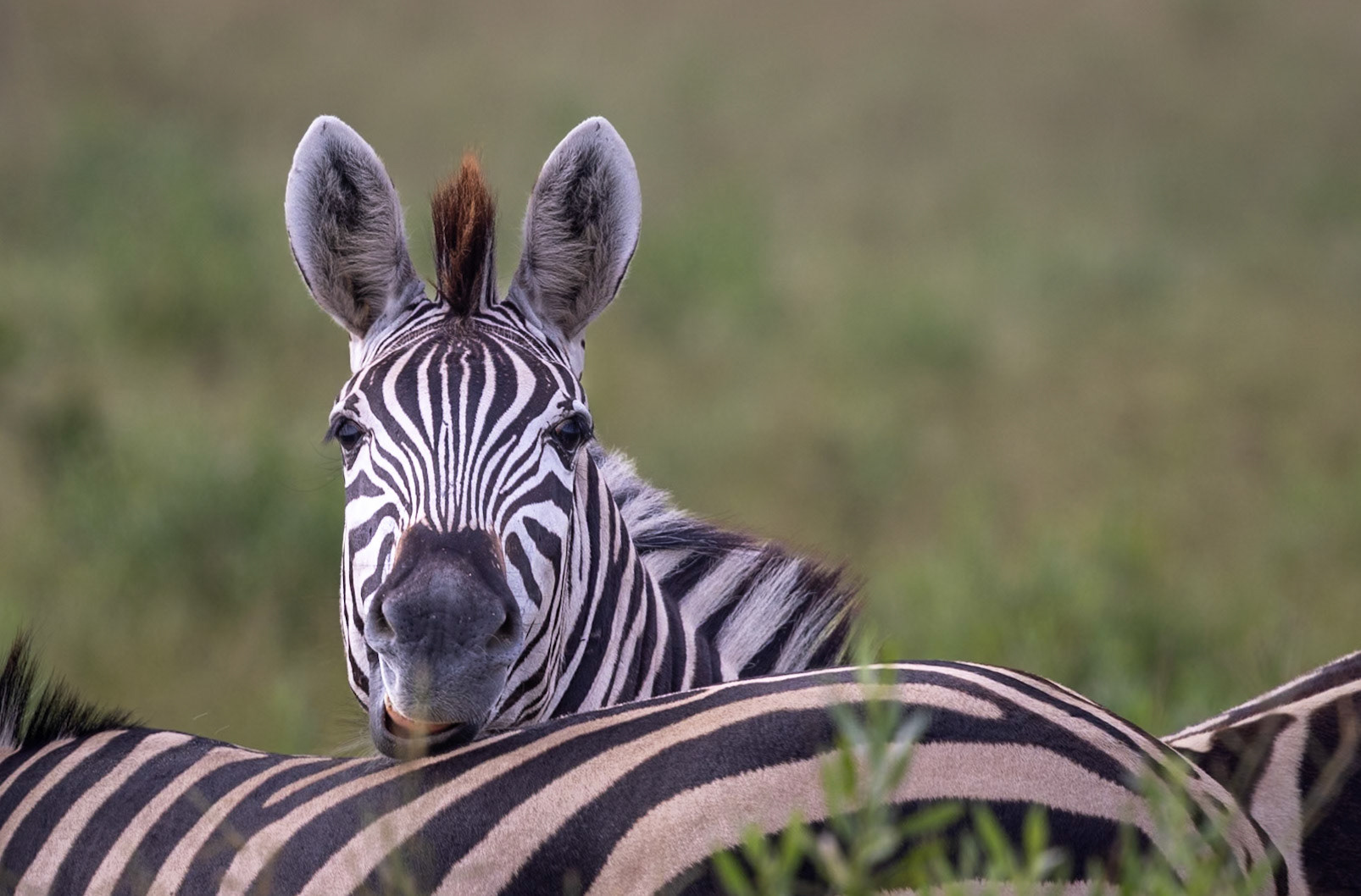 A Zebra just resting its head in Savute, Botswana